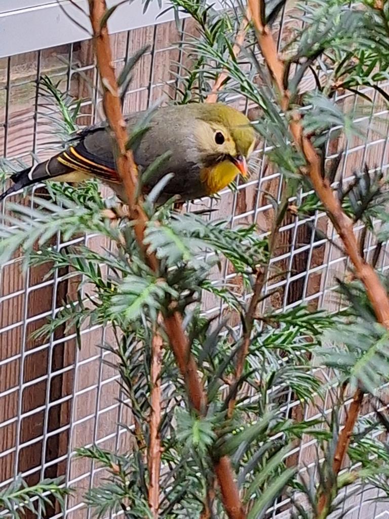 Japanse nachtegaal pop, Dieren en Toebehoren, Vogels | Overige Vogels, Vrouwelijk, Geringd