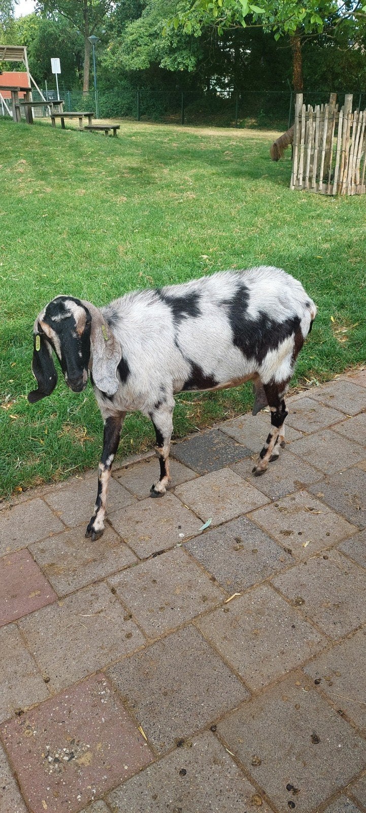 nubische geit  3 jaar, Dieren en Toebehoren, Schapen, Geiten en Varkens, Vrouwelijk, Geit, 3 tot 5 jaar