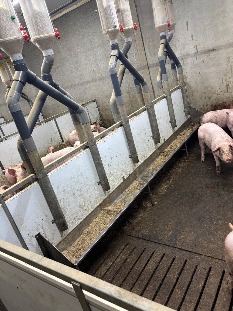 Hokinrichting voor opfok gelten [485], Dieren en Toebehoren, Stalling en Weidegang, Boekhorst Trading, Tim@boekhorsttrading.com