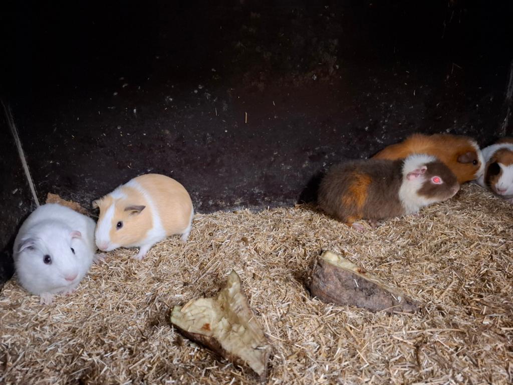 Mooie cavia's in verschillende kleuren, Dieren en Toebehoren, Februari, Meerdere dieren, Cavia