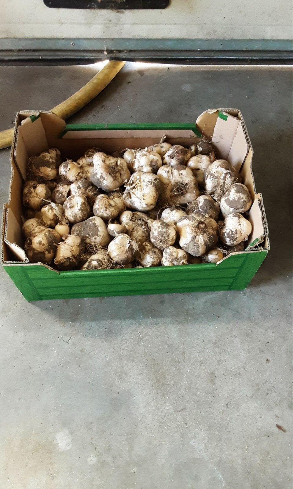 Allium bollen, Ophalen, Volle zon