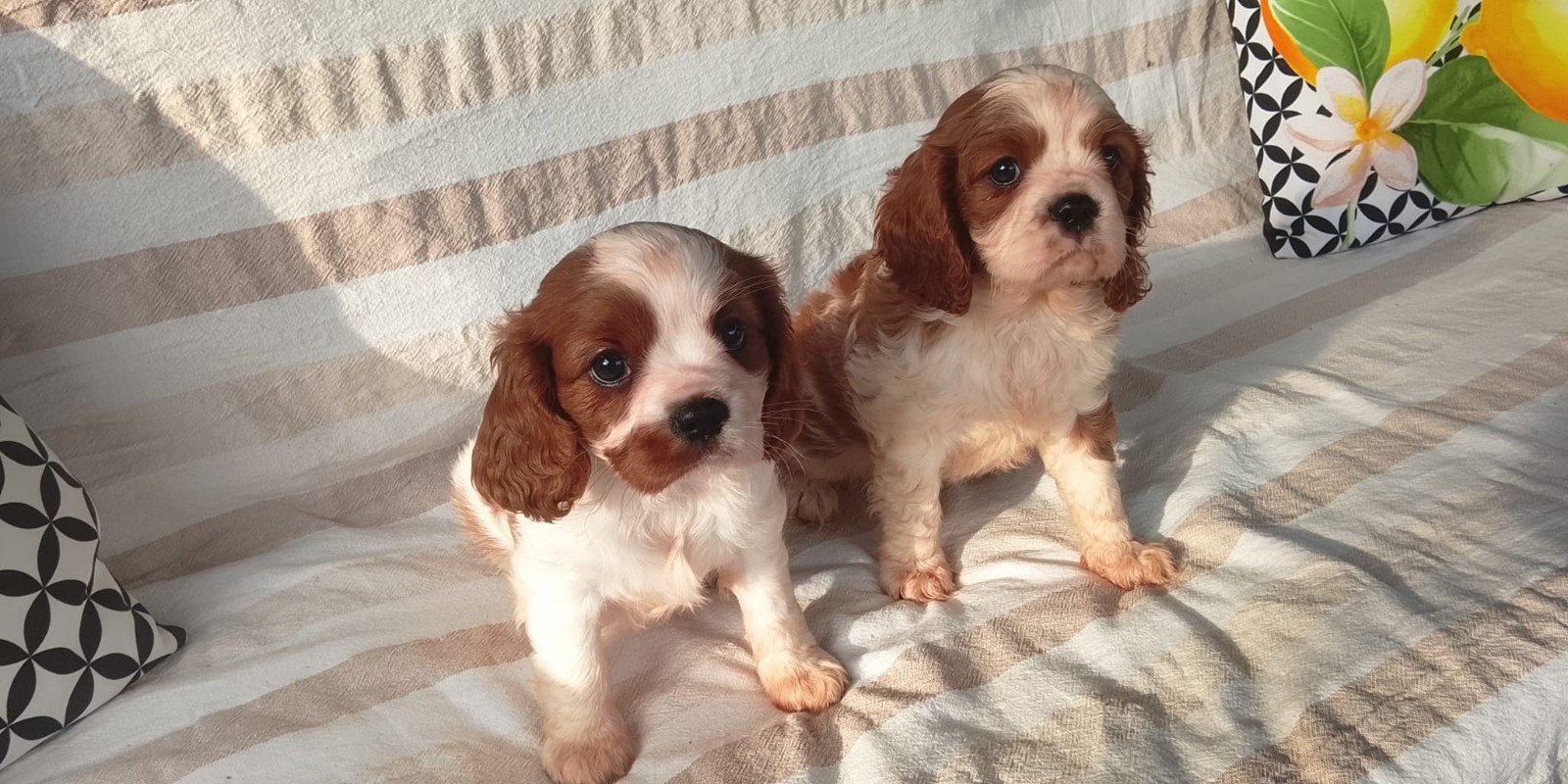 Lieve cavalier king charles spaniel pups teefjes, CDV (hondenziekte), 8 tot 15 weken, Teef, Eén hond