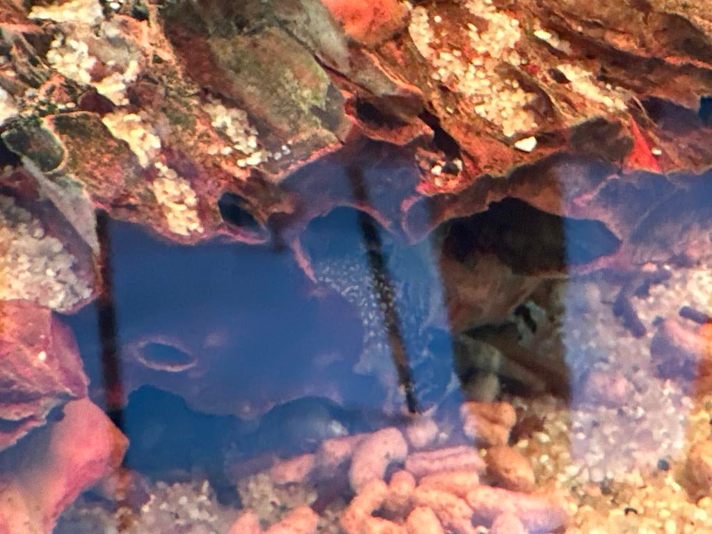 Ancystrus algeneters, Dieren en Toebehoren, Vissen | Aquariumvissen, Vis, Zoetwatervis