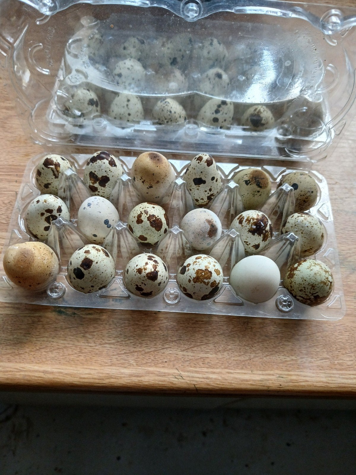 Kwarteleitjes, Meerdere dieren, Kip