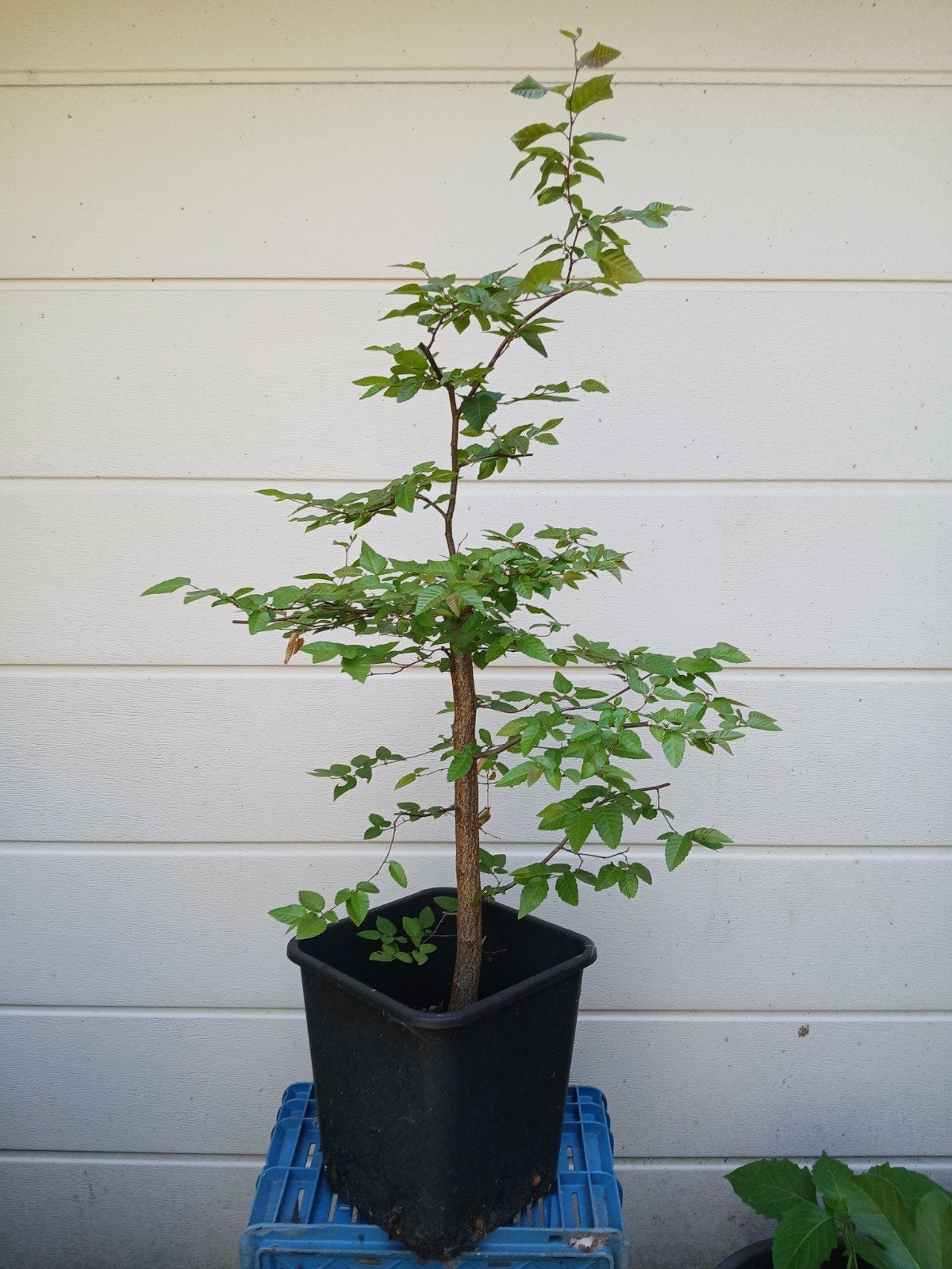 Pre bonsai Chinezen haagbeuk, carpinus henryana, Ophalen, Bloeit niet, Overige soorten, Minder dan 100 cm