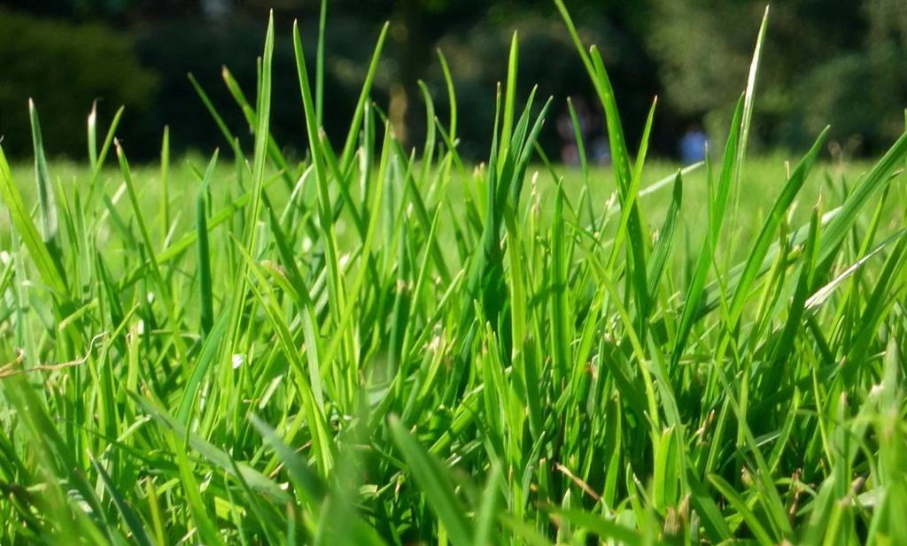 Gezocht: Graszoden voor volkstuintje, Ophalen, Gebruikt, 10 tot 20 m², Gras
