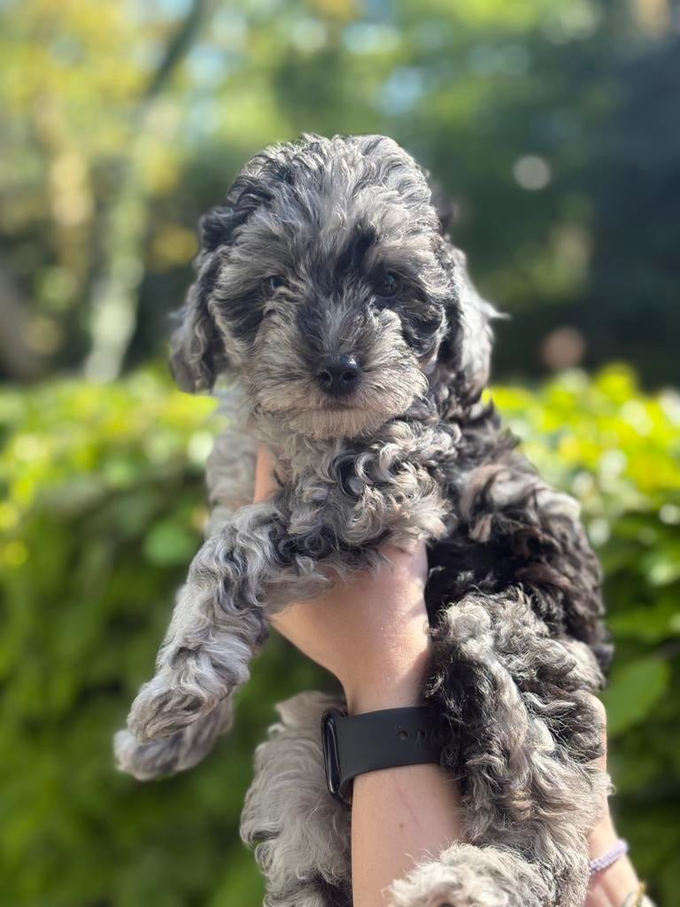 Dwergpoedel pups, Poedel, Parvo, 8 tot 15 weken, Teef