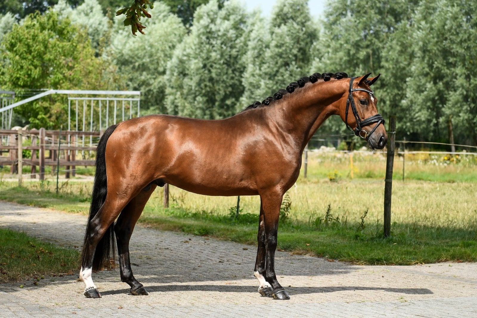 Ggk dekhengst 4,5 jaar  new forest, Dieren en Toebehoren, Met stamboom, Dressuurpony, Hengst, 3 tot 6 jaar