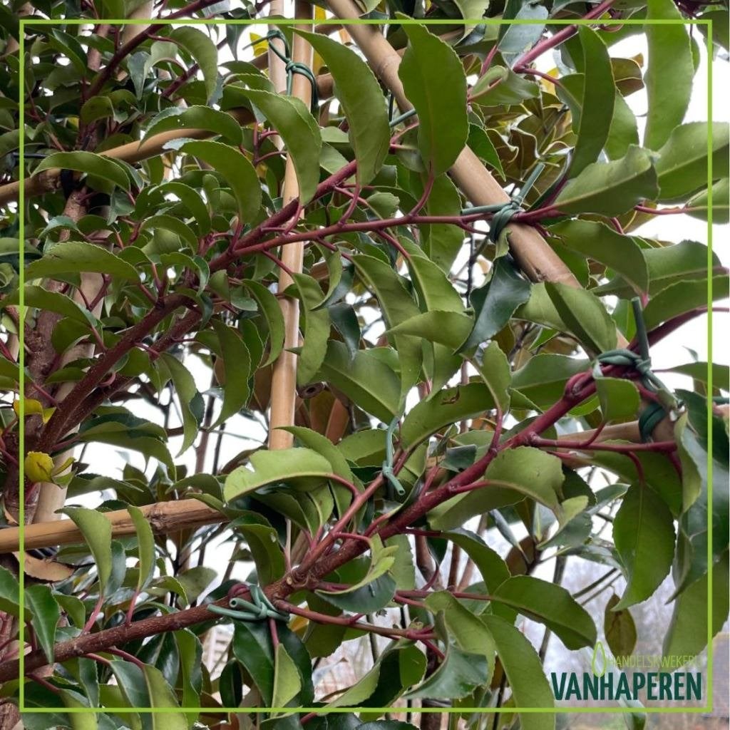 Leibomen divers, Tuin en Terras, Planten | Bomen, Ophalen, Halfschaduw, Overige soorten, 100 tot 250 cm