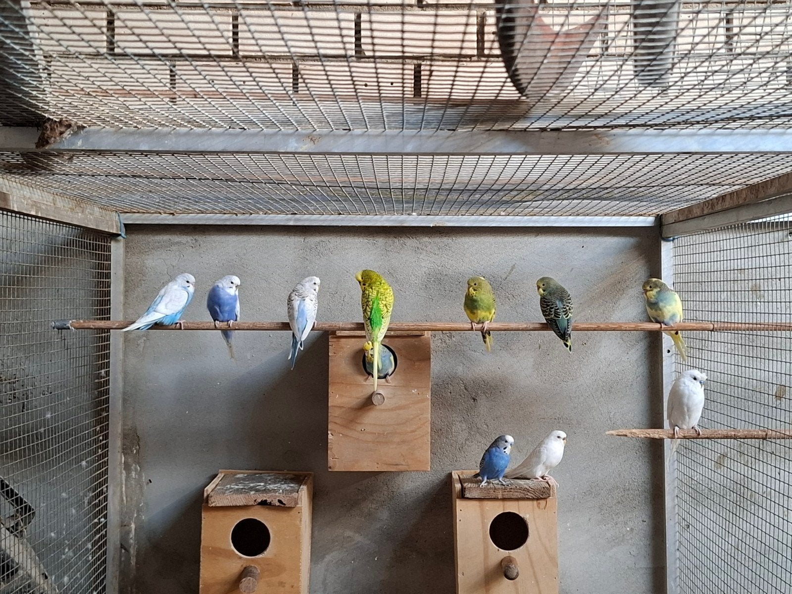 Te koop jongen grasparkieten, Dieren en Toebehoren, Meerdere dieren, Parkiet