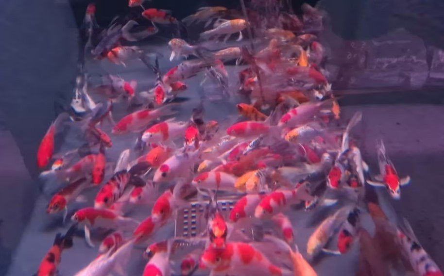 Import HQ Vlinderkoi mix ca 12/ 14 cm - Koidreams Valburg, Karper of Koi