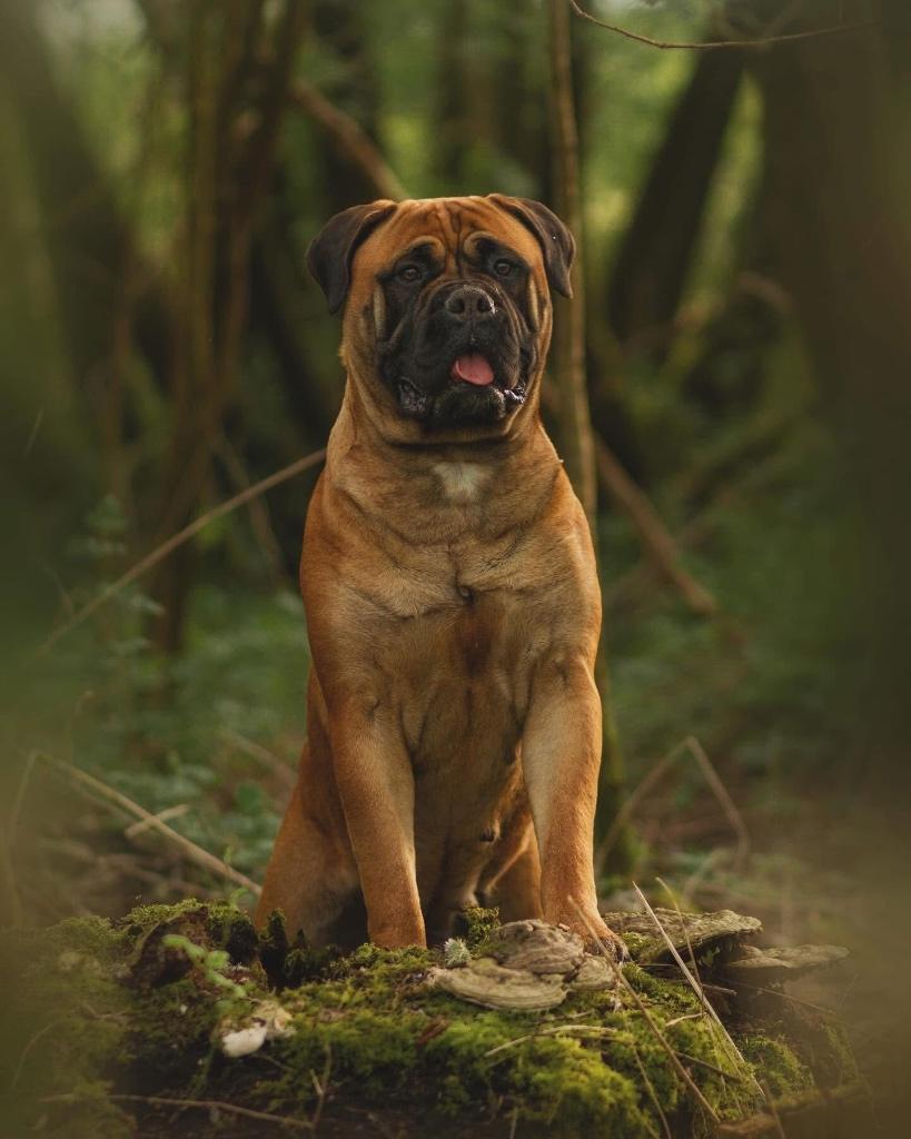 Bullmastiff, Dieren en Toebehoren, Honden | Bulldogs, Pinschers en Molossers, België, Particulier, Teef, Parvo