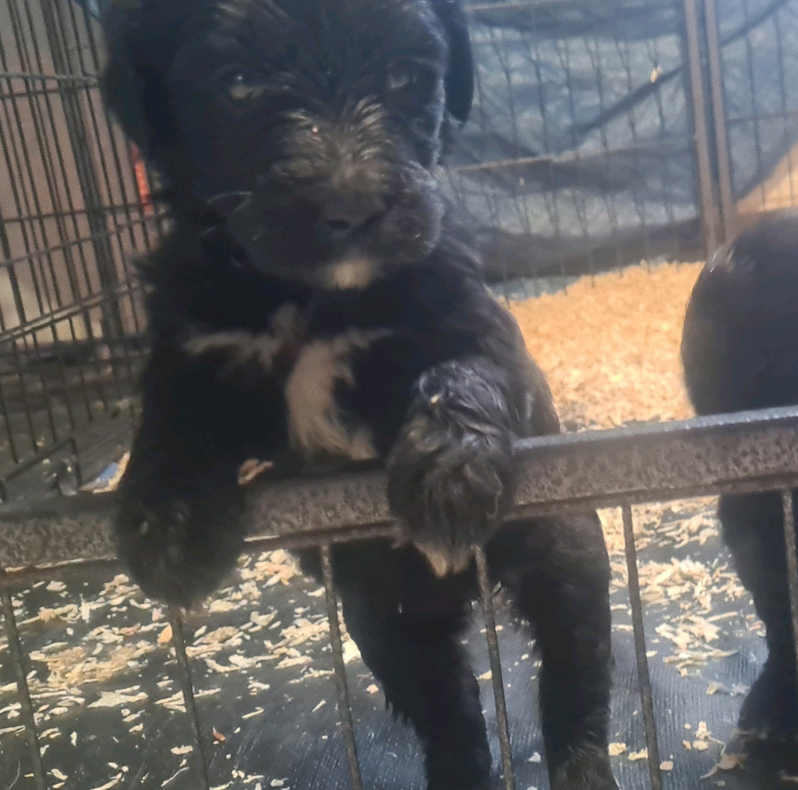 Golden doodle pups, Dieren en Toebehoren, Honden | Retrievers, Spaniëls en Waterhonden, 8 tot 15 weken, Meerdere, Meerdere dieren
