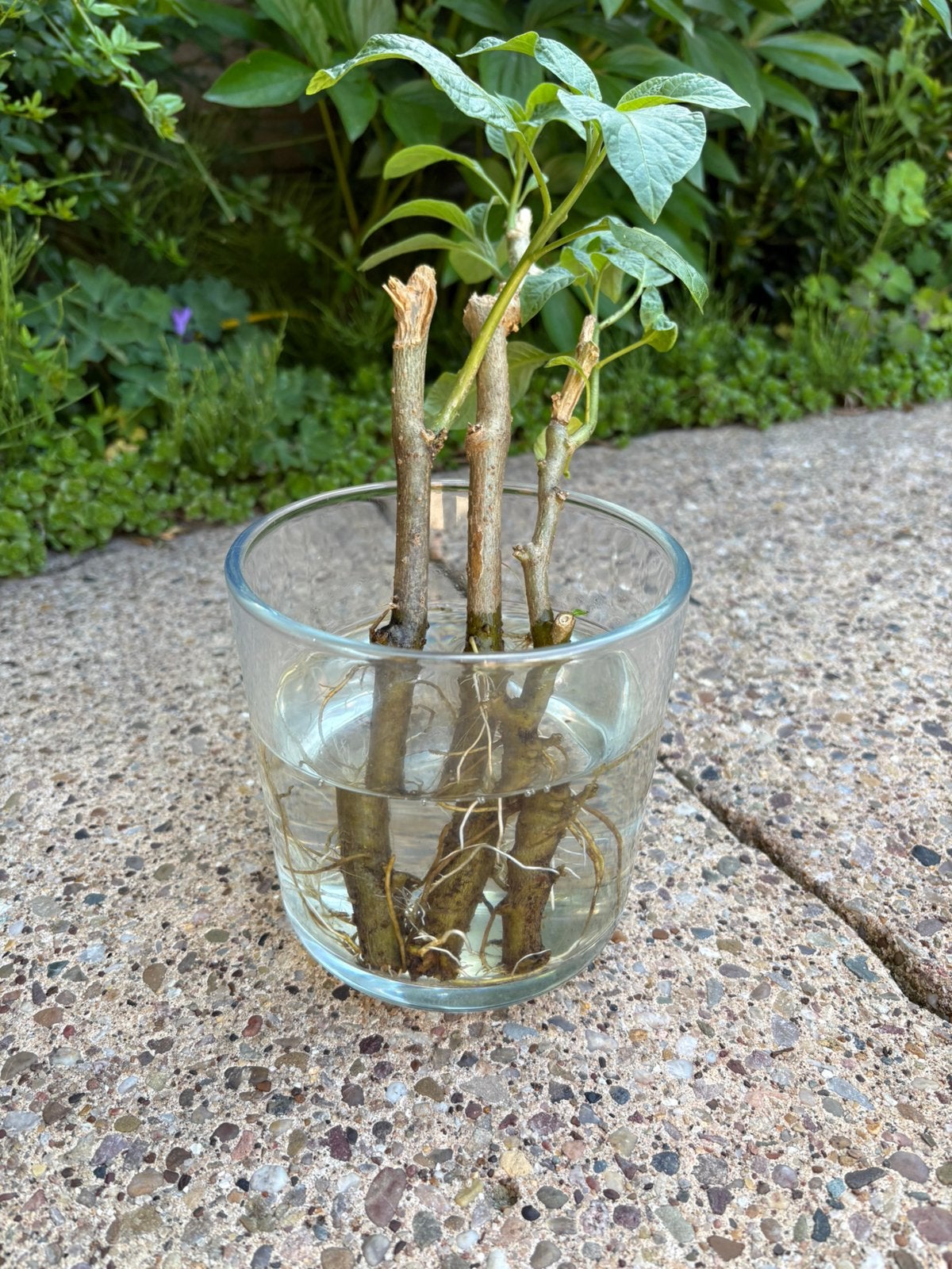 Trompetplant stekken. 3 stuks, Tuin en Terras, Ophalen, Overige soorten, Minder dan 100 cm