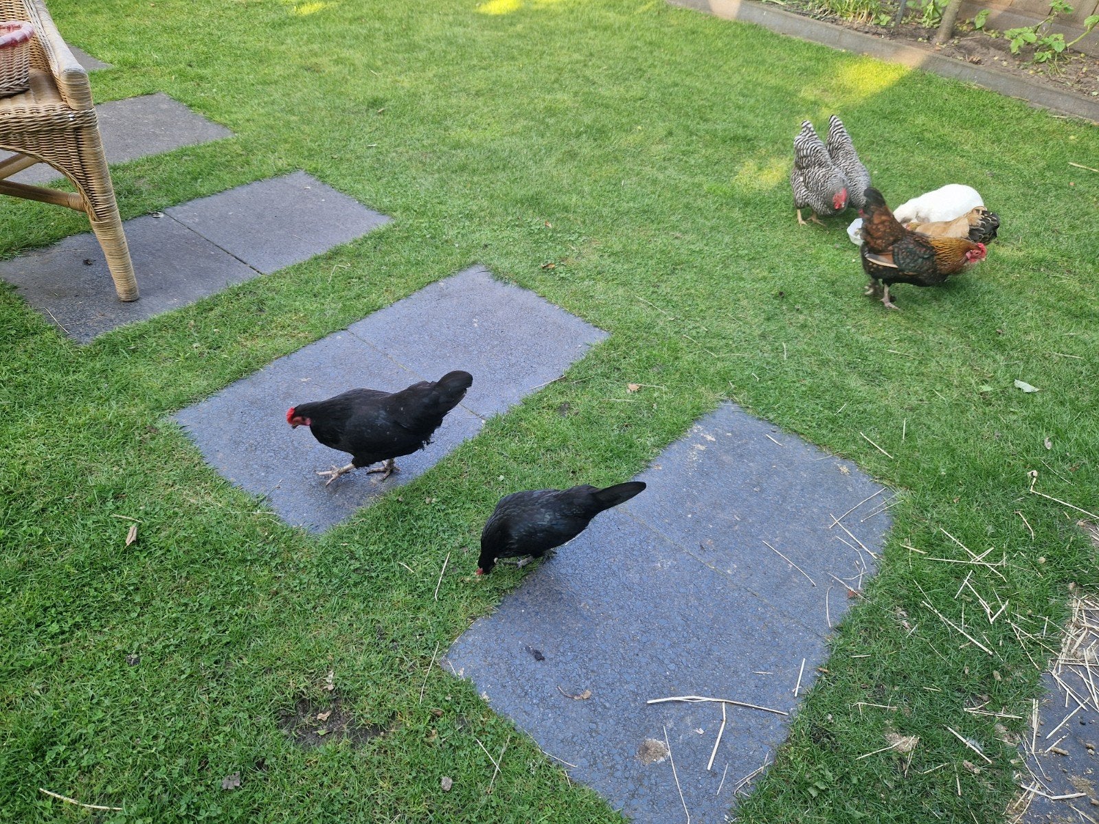 Krielkippen 3 stuks + 1 broeds, Dieren en Toebehoren, Pluimvee, Vrouwelijk, Kip