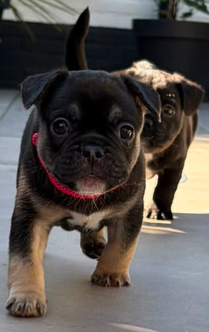 Moderne Franse Bulldog Pups (NIEUWE FOTO'S), 8 tot 15 weken, Bulldog, Meerdere, Meerdere dieren
