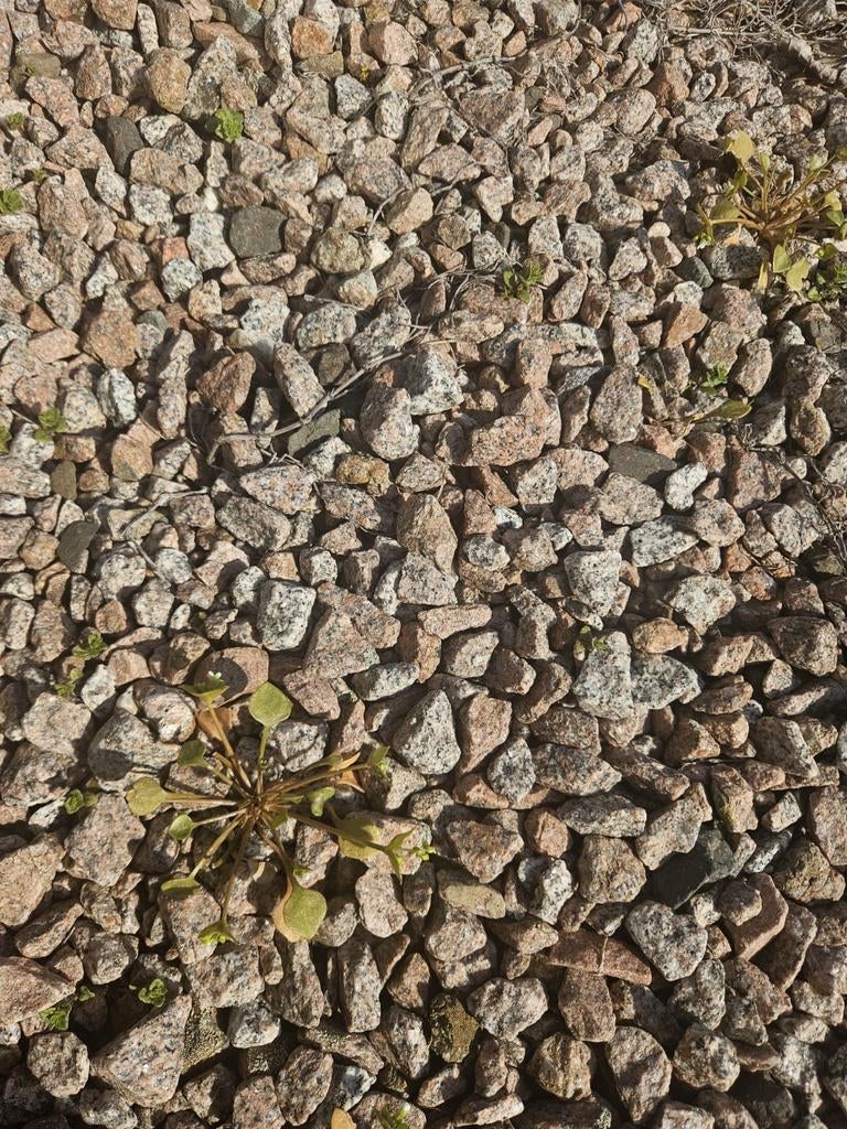 Gratis af te halen: Rood/grijs granietgrind (ca. 40m²), Tuin en Terras, Grind, Keien en Split, Ophalen, Gebruikt, Graniet, Grind