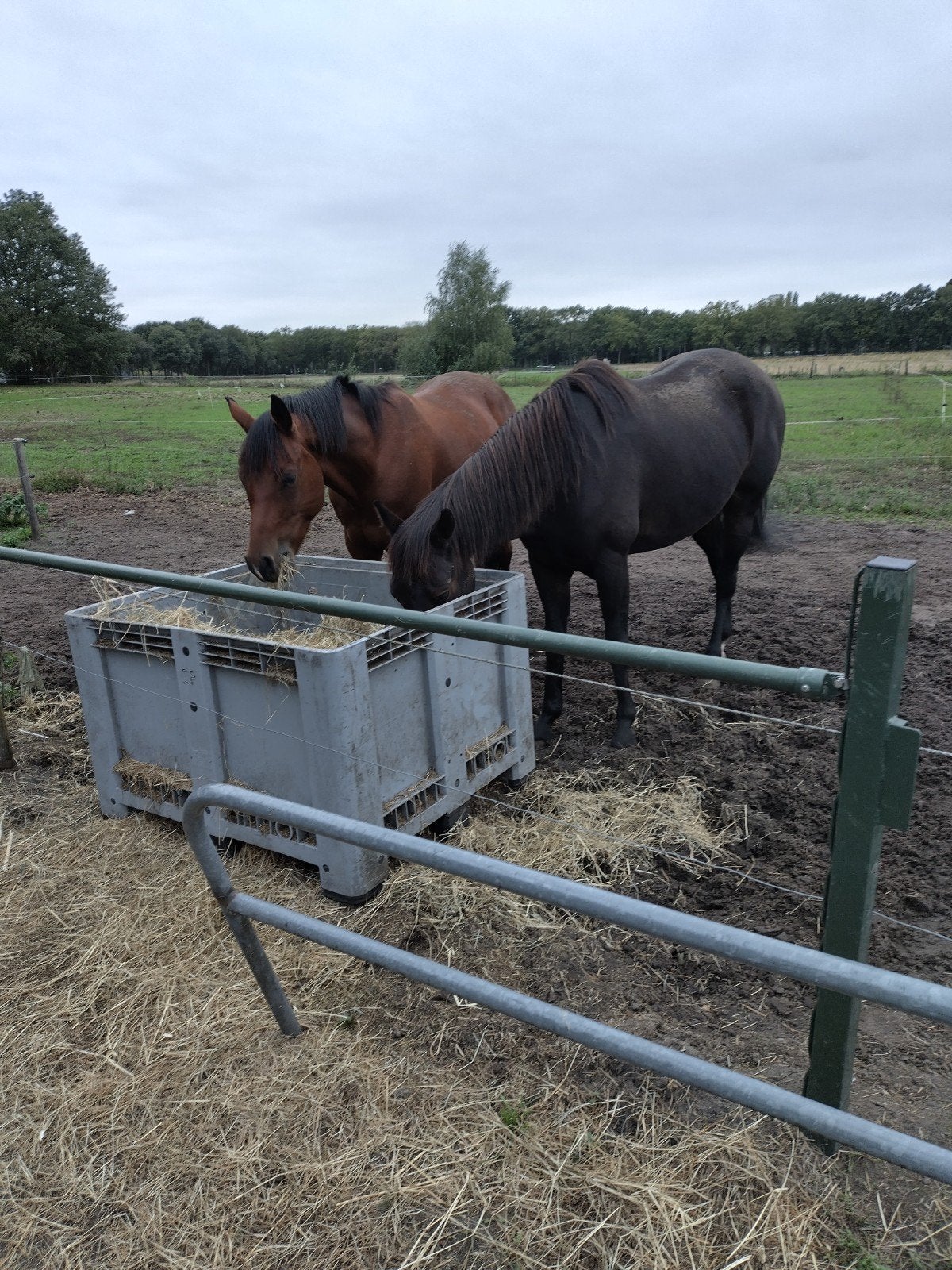 Nog een plekje vrij voor paard of pony weidegang en staling, Ophalen of Verzenden, Overige soorten