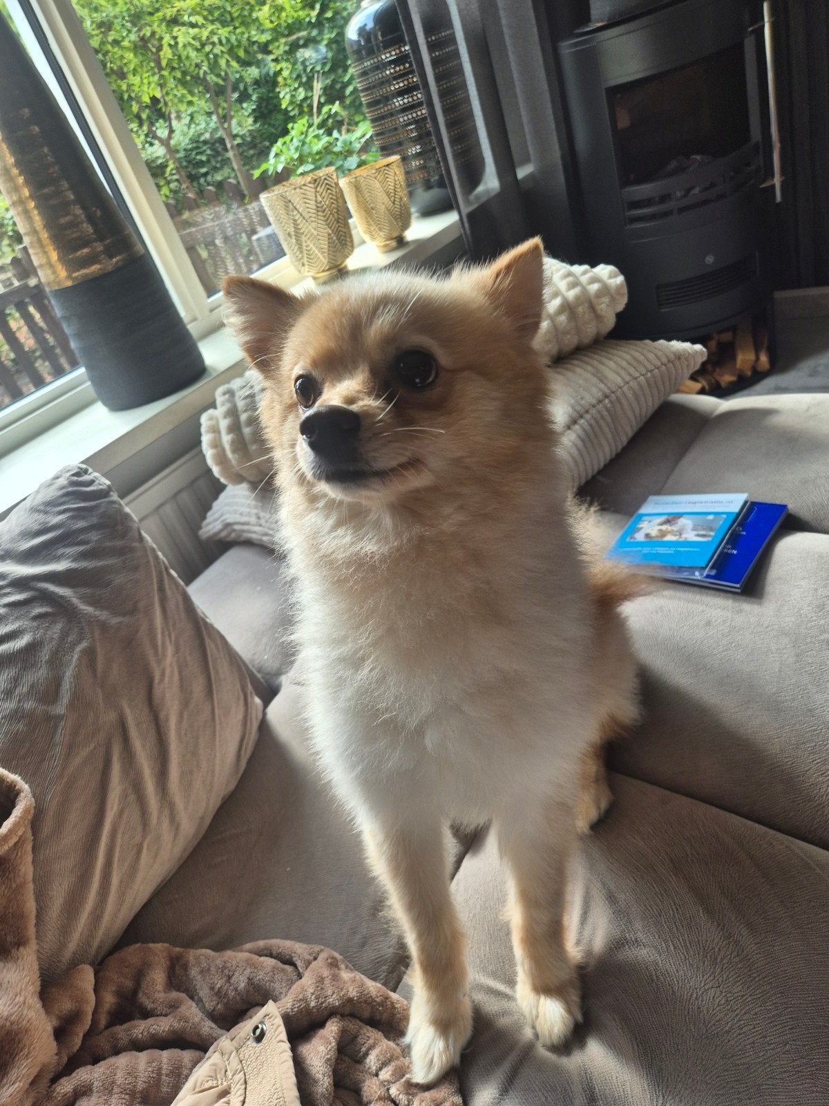 pompriaan keeshond, Keeshond, Reu, 1 tot 2 jaar, Eén hond