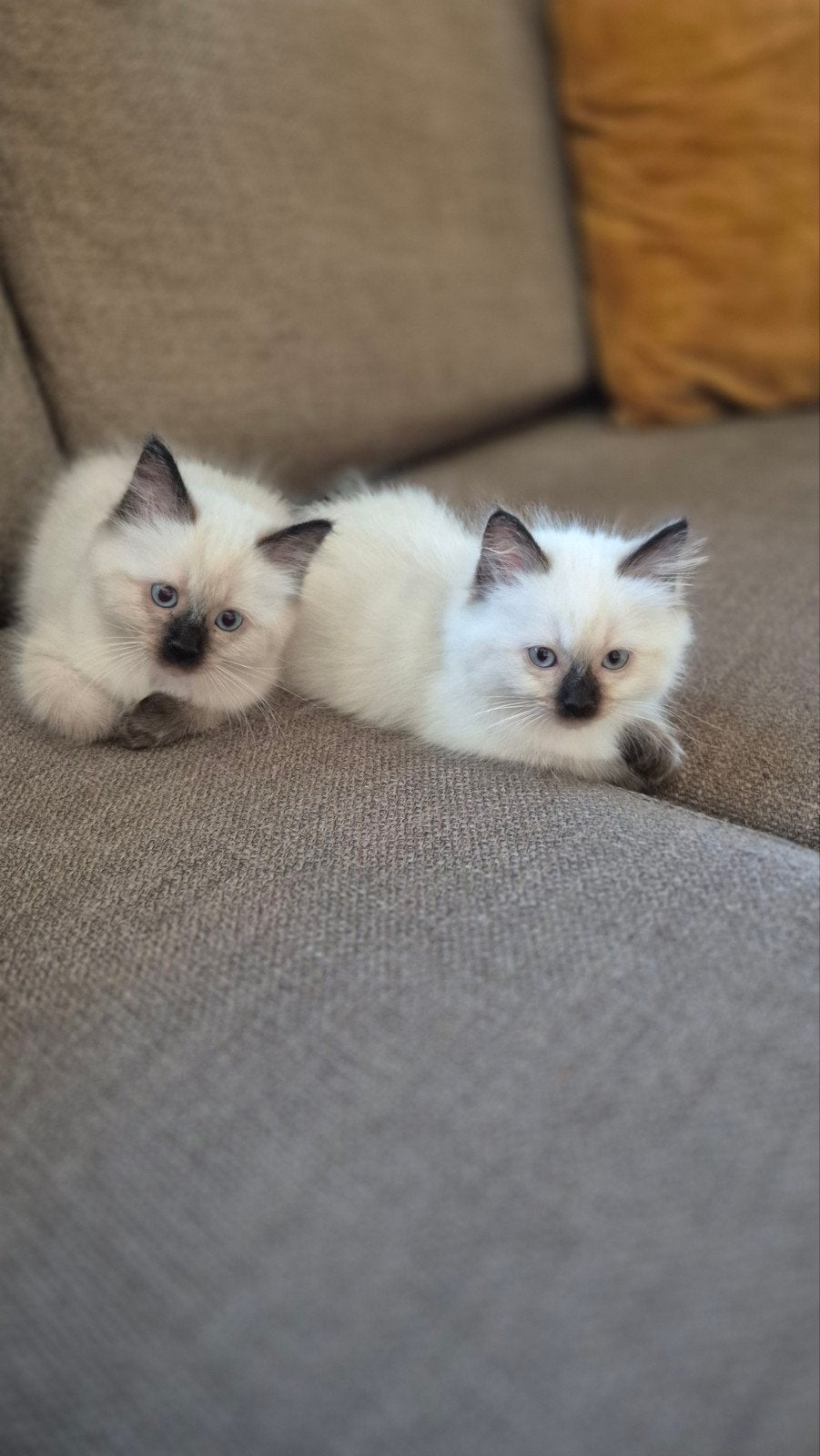 Lieve heilige birmaan/ragdoll kittens, Meerdere dieren, Gechipt