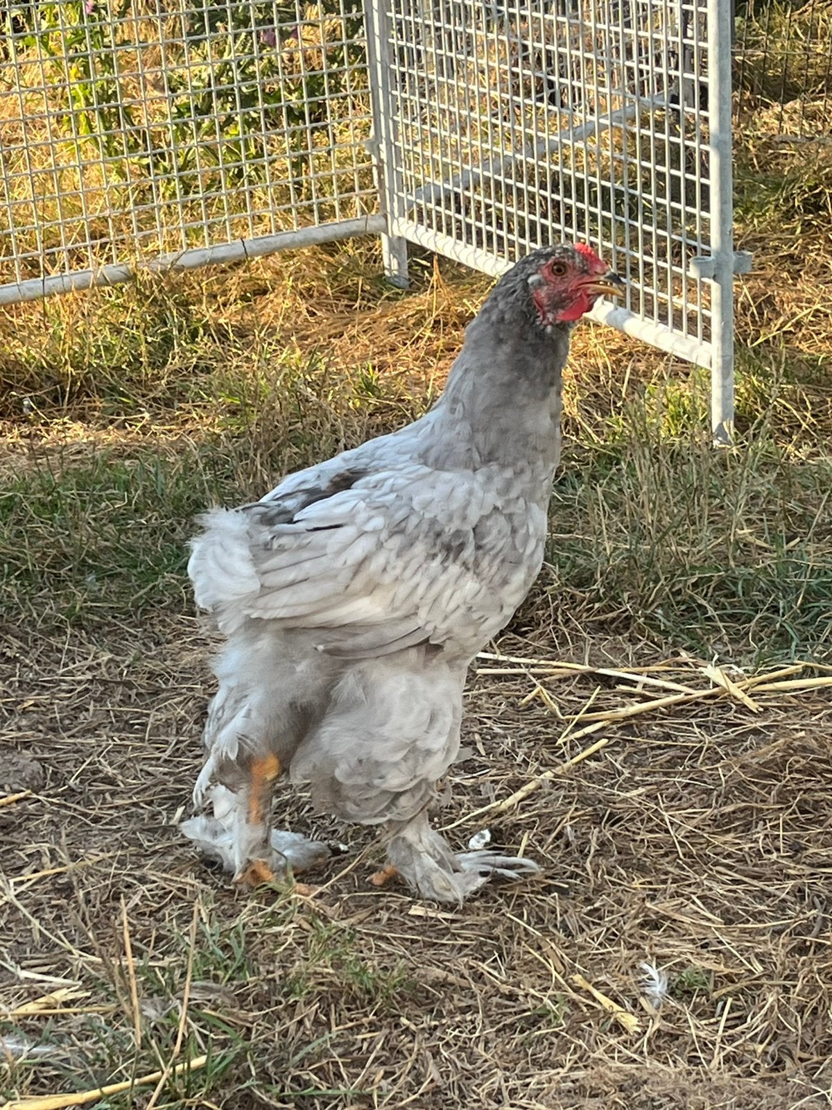 Brahma haan, Mannelijk, Kip