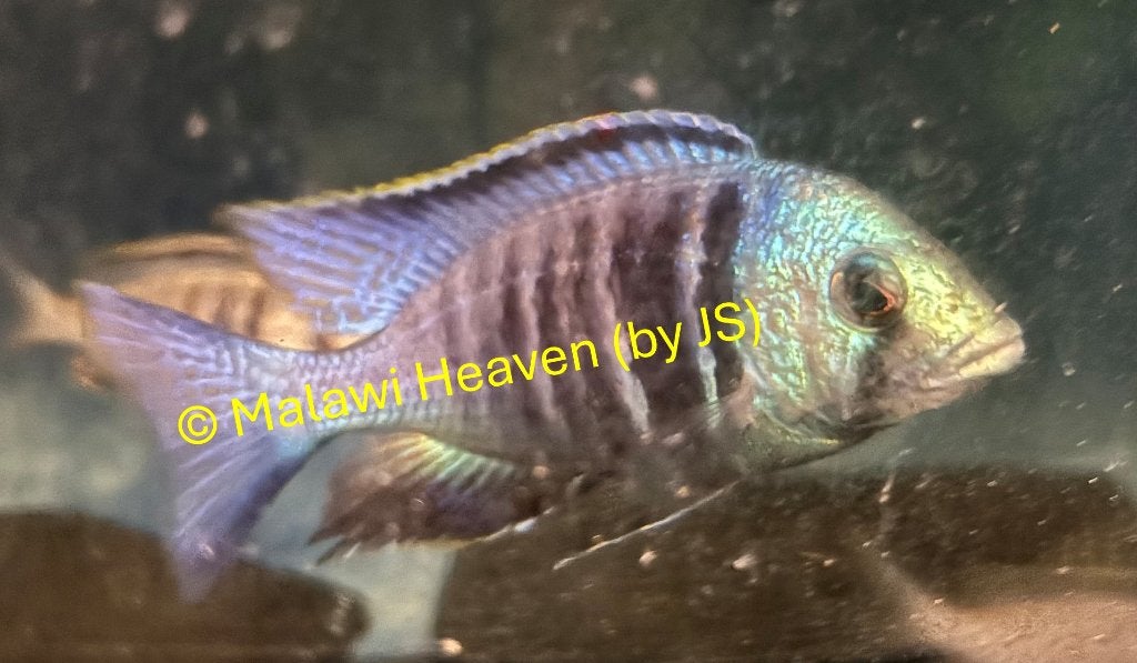 Plachidochromis Electra Malawi cichliden, Dieren en Toebehoren, Vissen | Aquariumvissen, Vis, Schoolvis