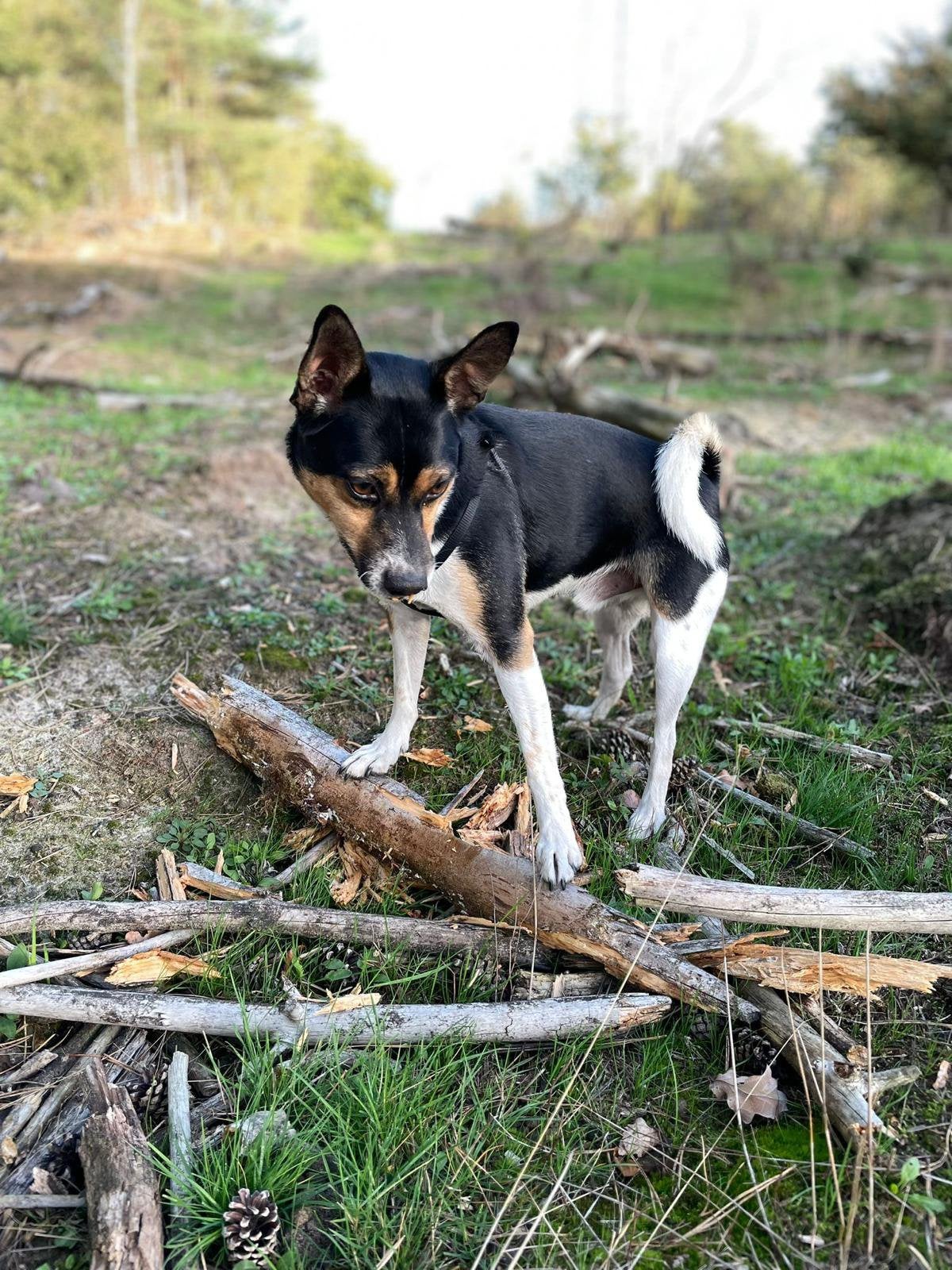 Leuk, loyaal hondje, 6 jaar of ouder, Parvo, Eén hond, Nederland