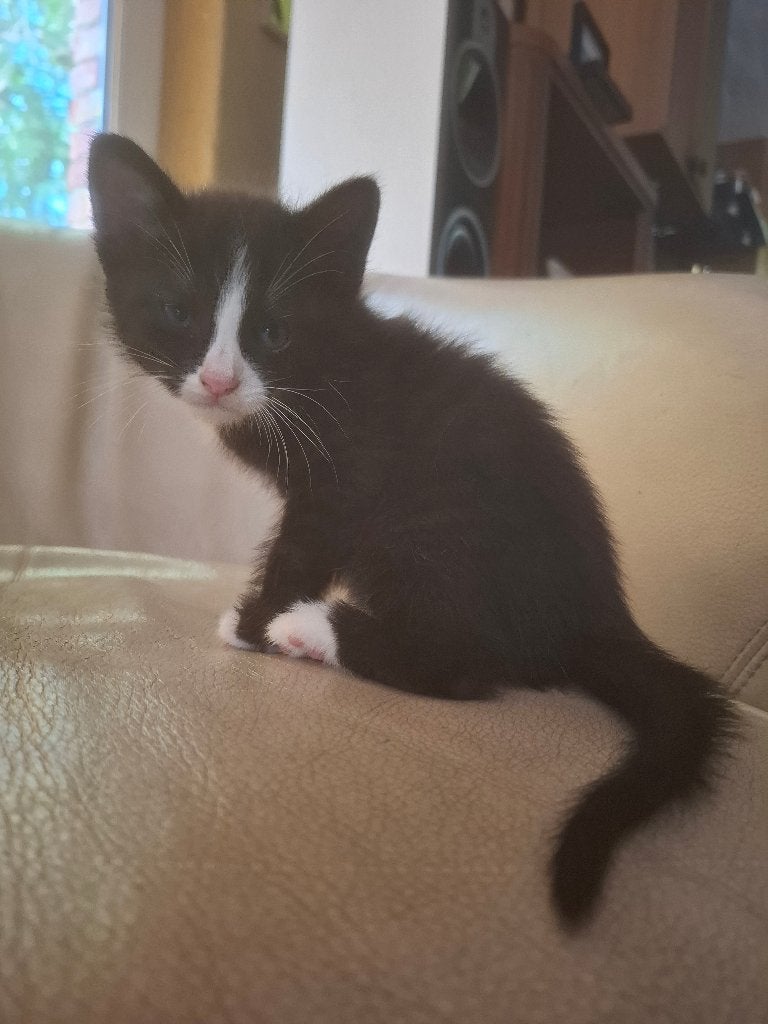 kitten, Dieren en Toebehoren, Katten en Kittens | Raskatten | Korthaar, Poes, Ontwormd, 0 tot 2 jaar