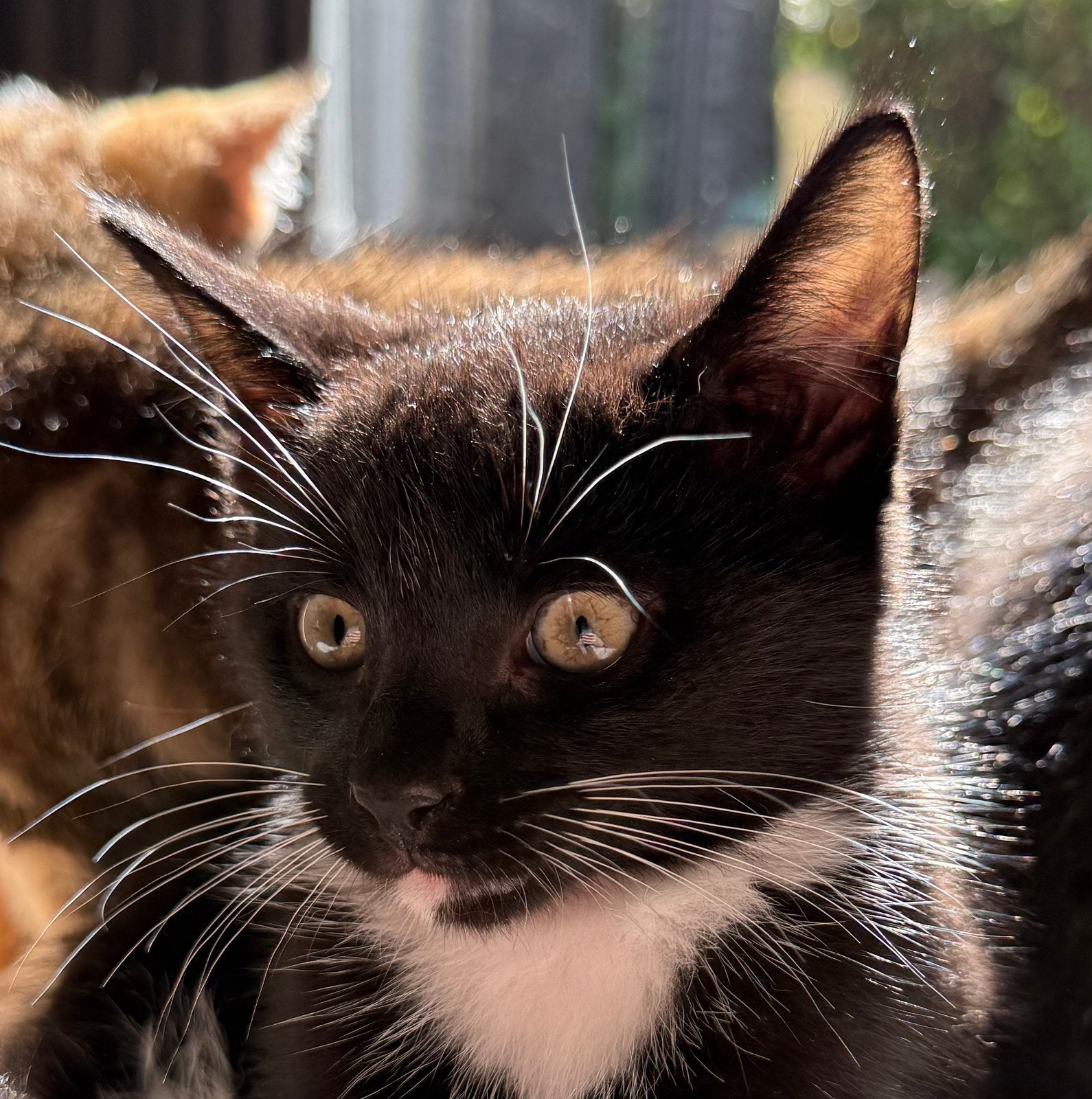 Ragdoll kittens kruising (mogen 10 sept nest verlaten), Dieren en Toebehoren