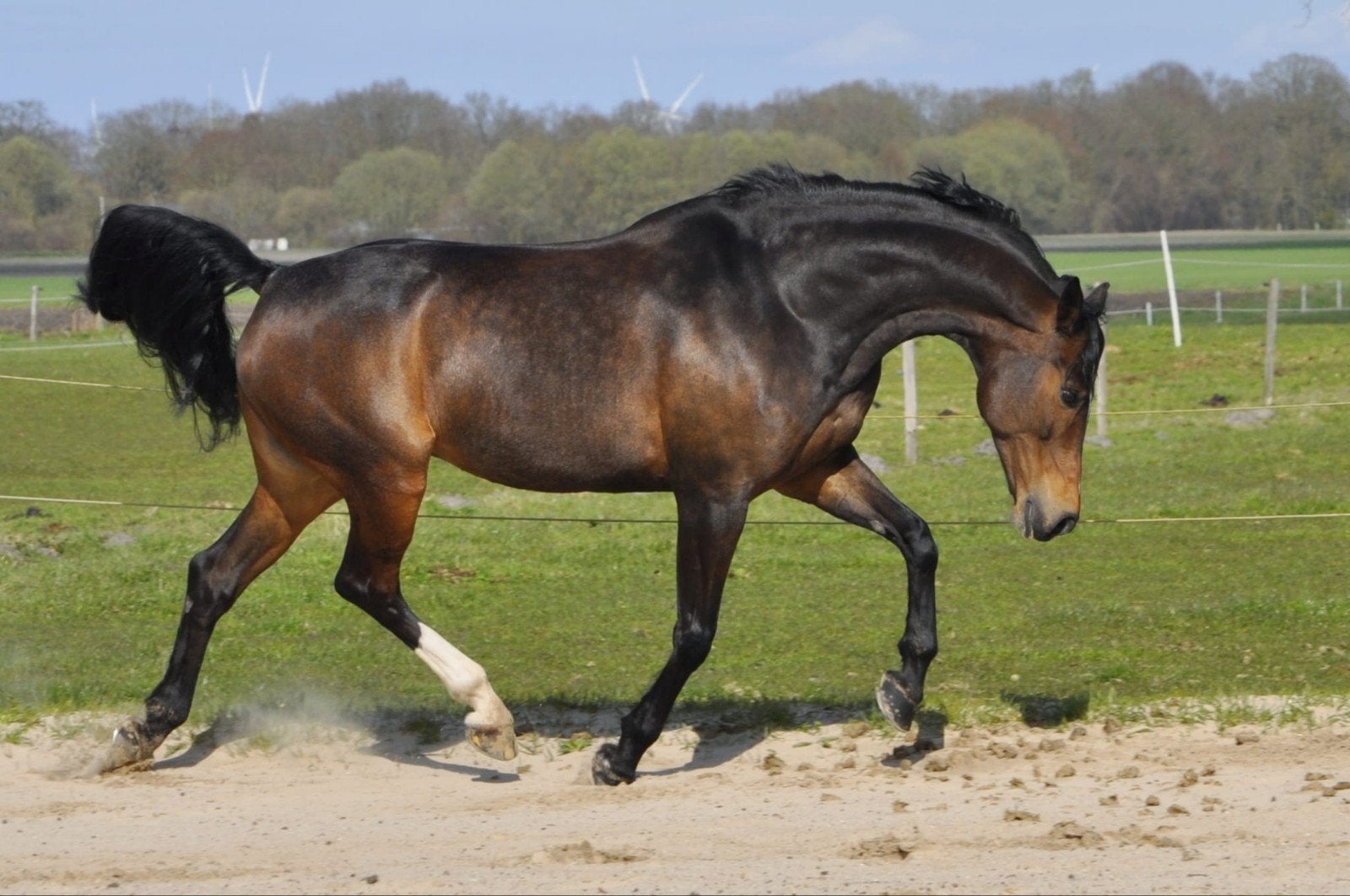 Talentvolle eerlijke KWPN merrie, Merrie, Springpaard, Met stamboom, 11 jaar of ouder