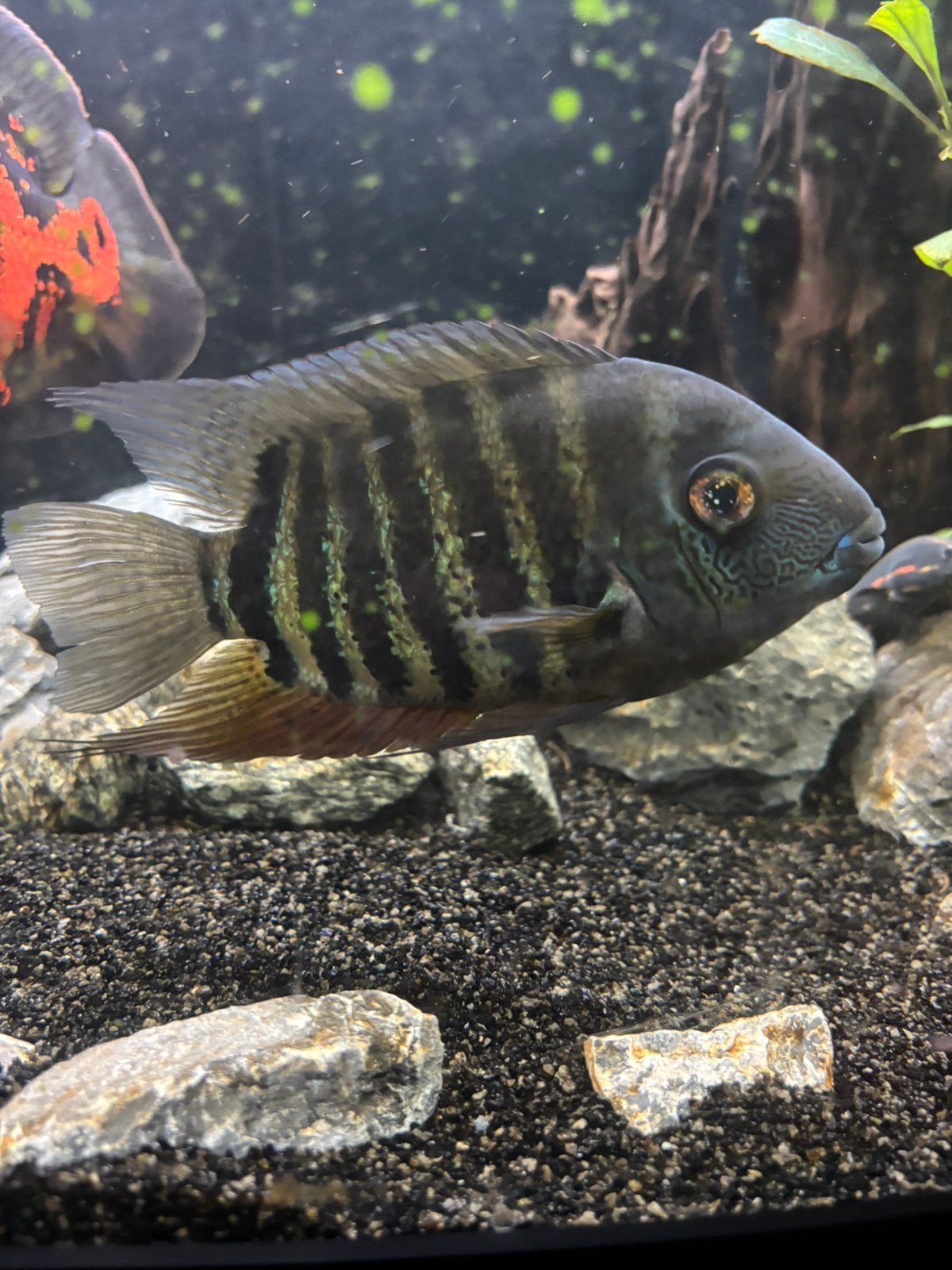 Heros severum blue, Vis