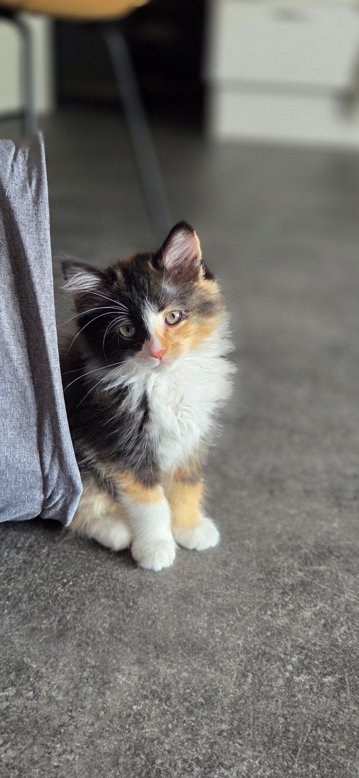 Half siberische neva masquerade en europese korthaar kitten, Dieren en Toebehoren, Poes, Gechipt