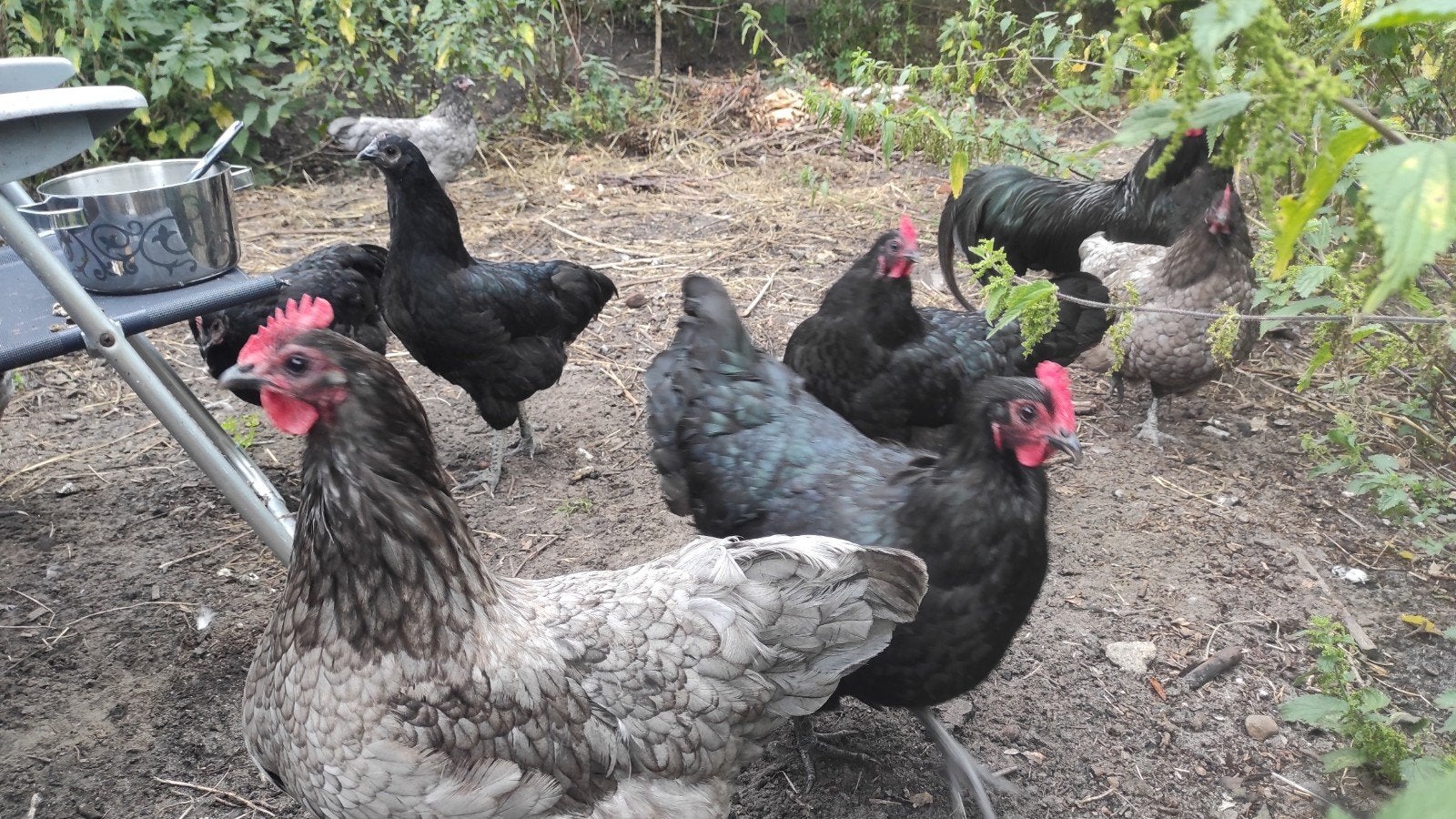 toom Australorp groot, Dieren en Toebehoren, Pluimvee, Meerdere dieren, Kip
