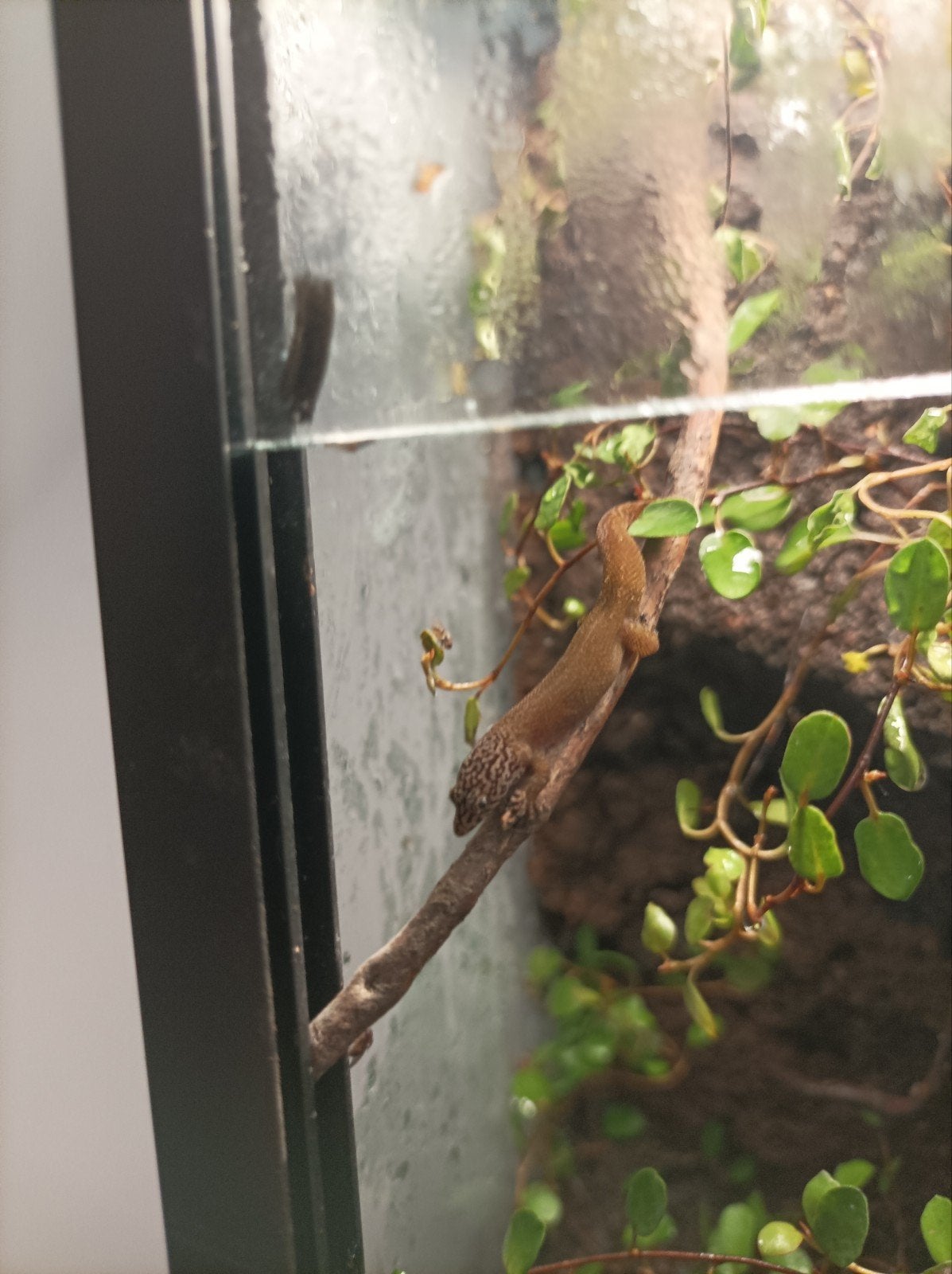 diverse gekko's te koop, Dieren en Toebehoren, Hagedis, 0 tot 2 jaar