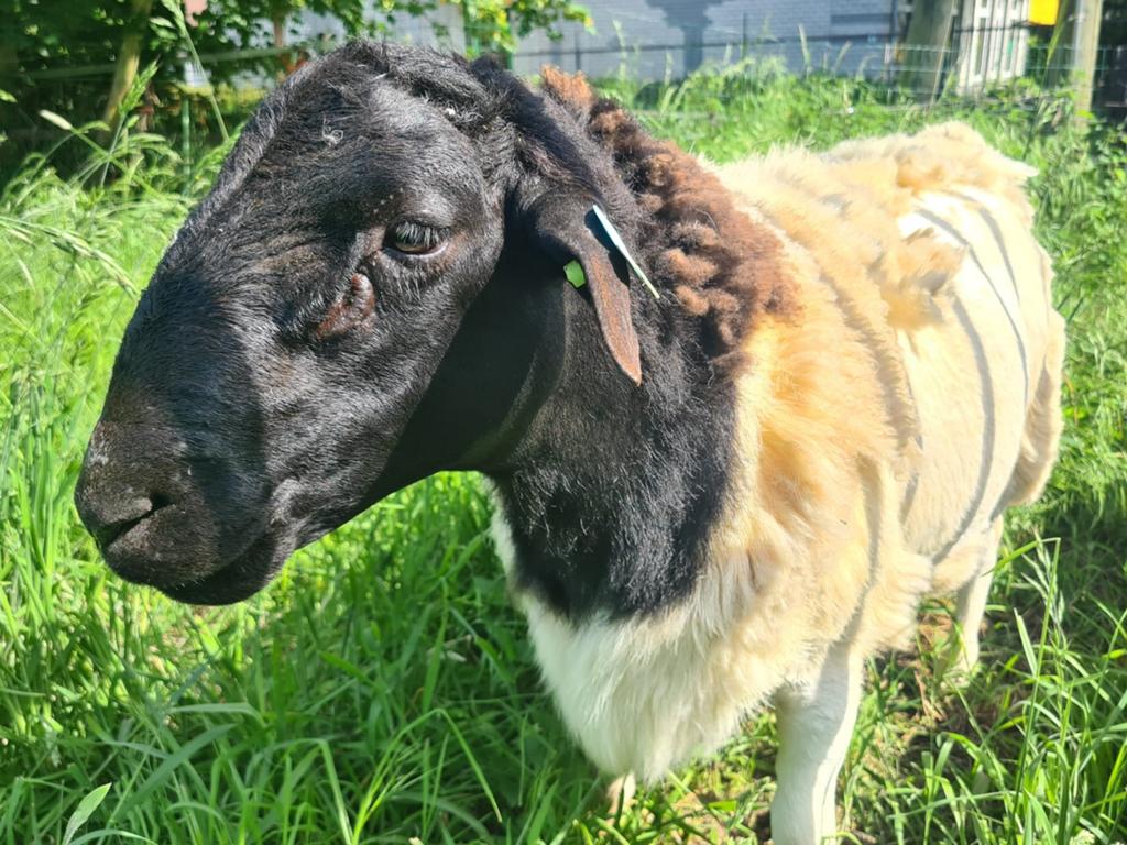 Dorper dekram, Mannelijk, Schaap