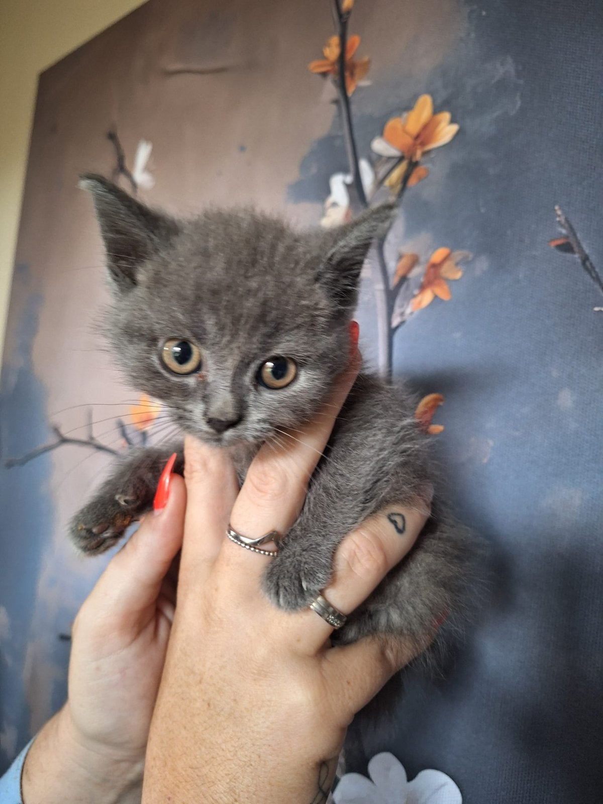 Britse korthaar kittens, Dieren en Toebehoren, Meerdere dieren, Kortharig, 0 tot 2 jaar