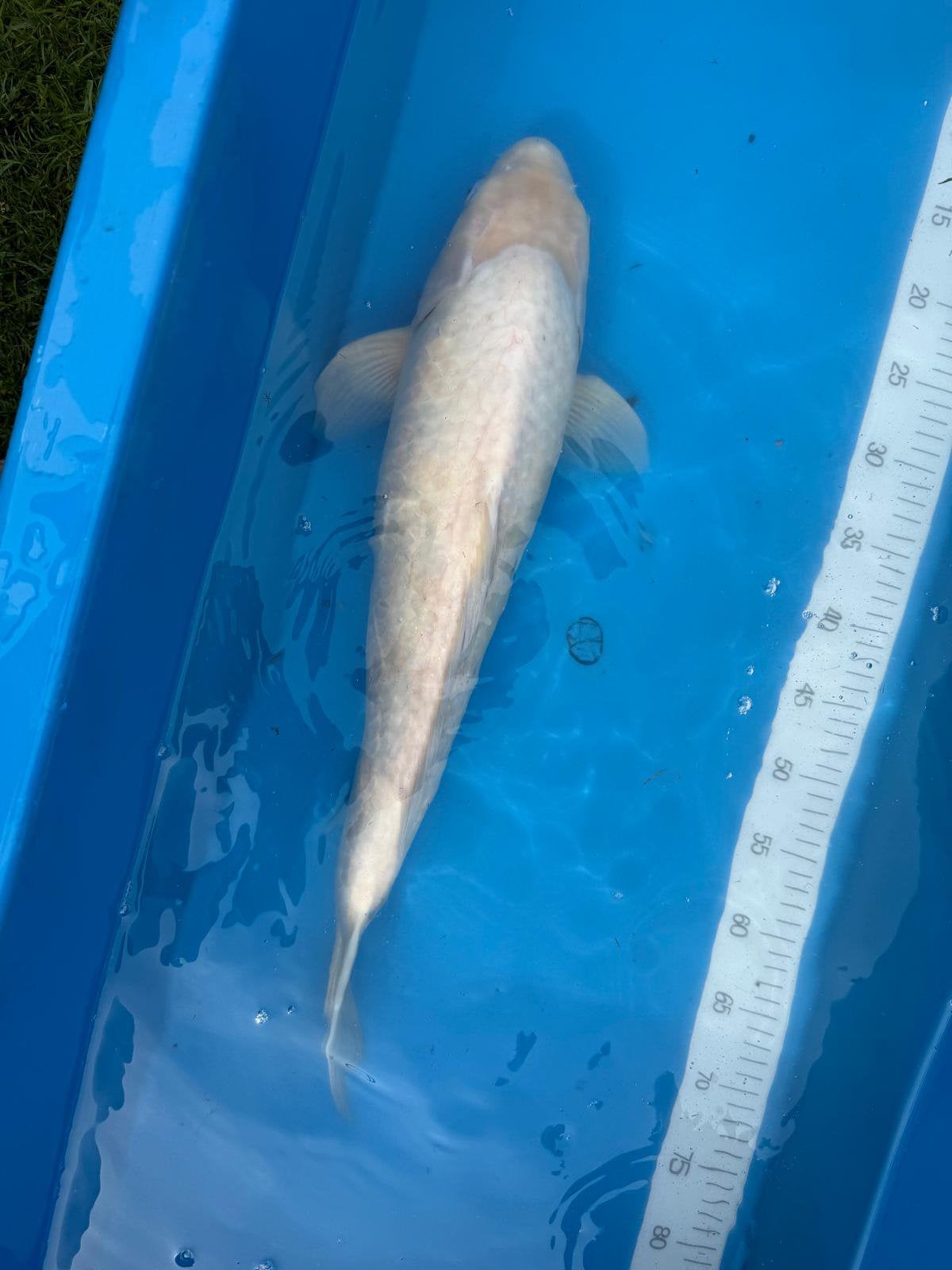 Mooie witte koi, Karper of Koi