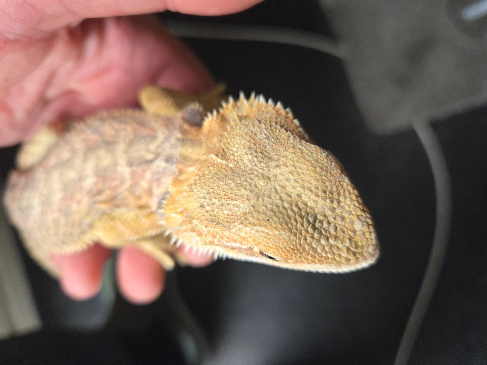 Baardagaam Pogona Vitticeps Classic Citrus/Orange Bearded Dragon photo 3