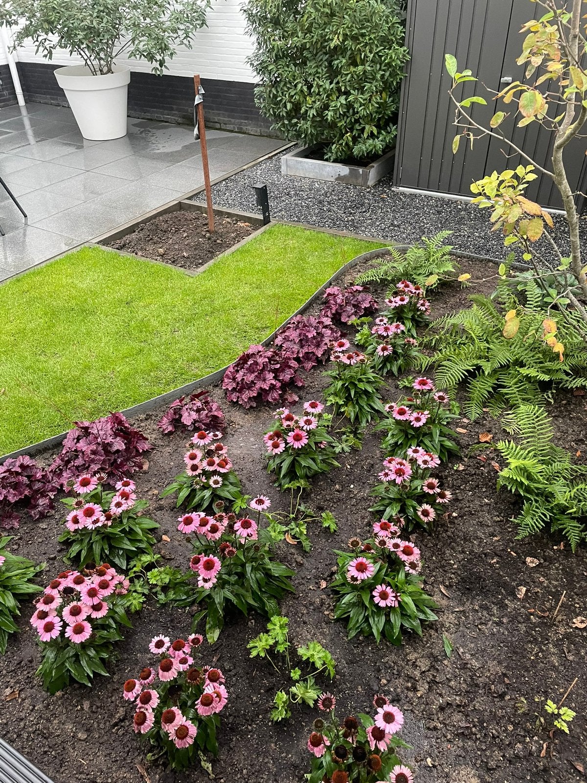 GEVRAAGD Zonnehoed echinacea purpurea en heuchera purple, Ophalen, Overige soorten, Volle zon