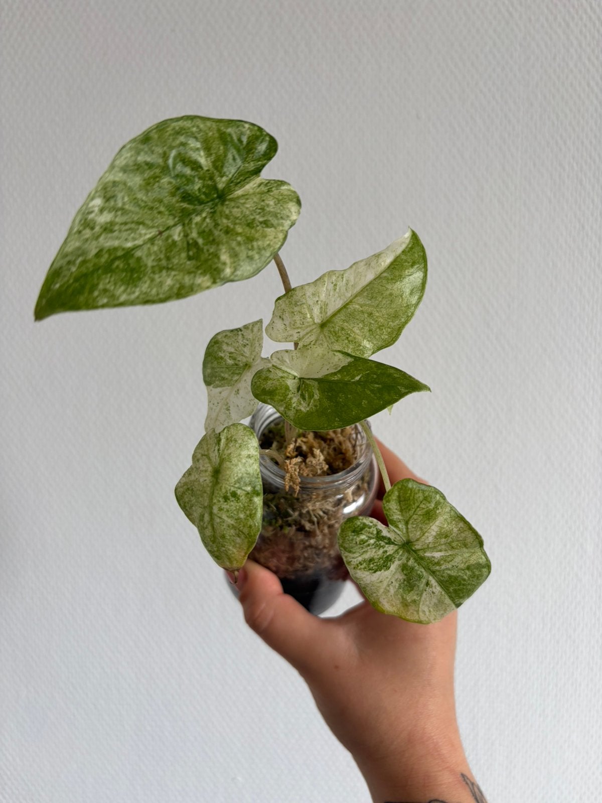 Alocasia Macrorrhiza Splash (1), Ophalen, Overige soorten, Halfschaduw, In pot