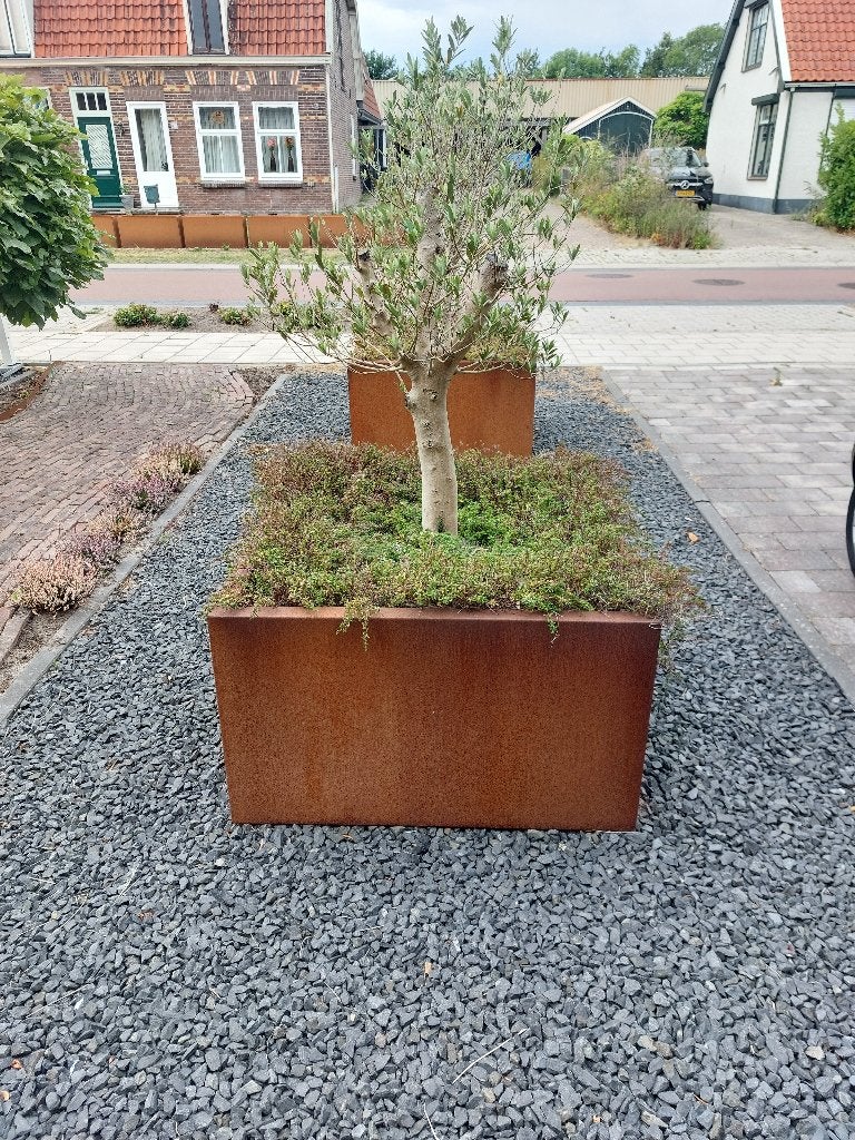 Jonge Olijfboom in Cortenstaal Plantenbak, Lente, 100 tot 250 cm, Olijfboom, Ophalen