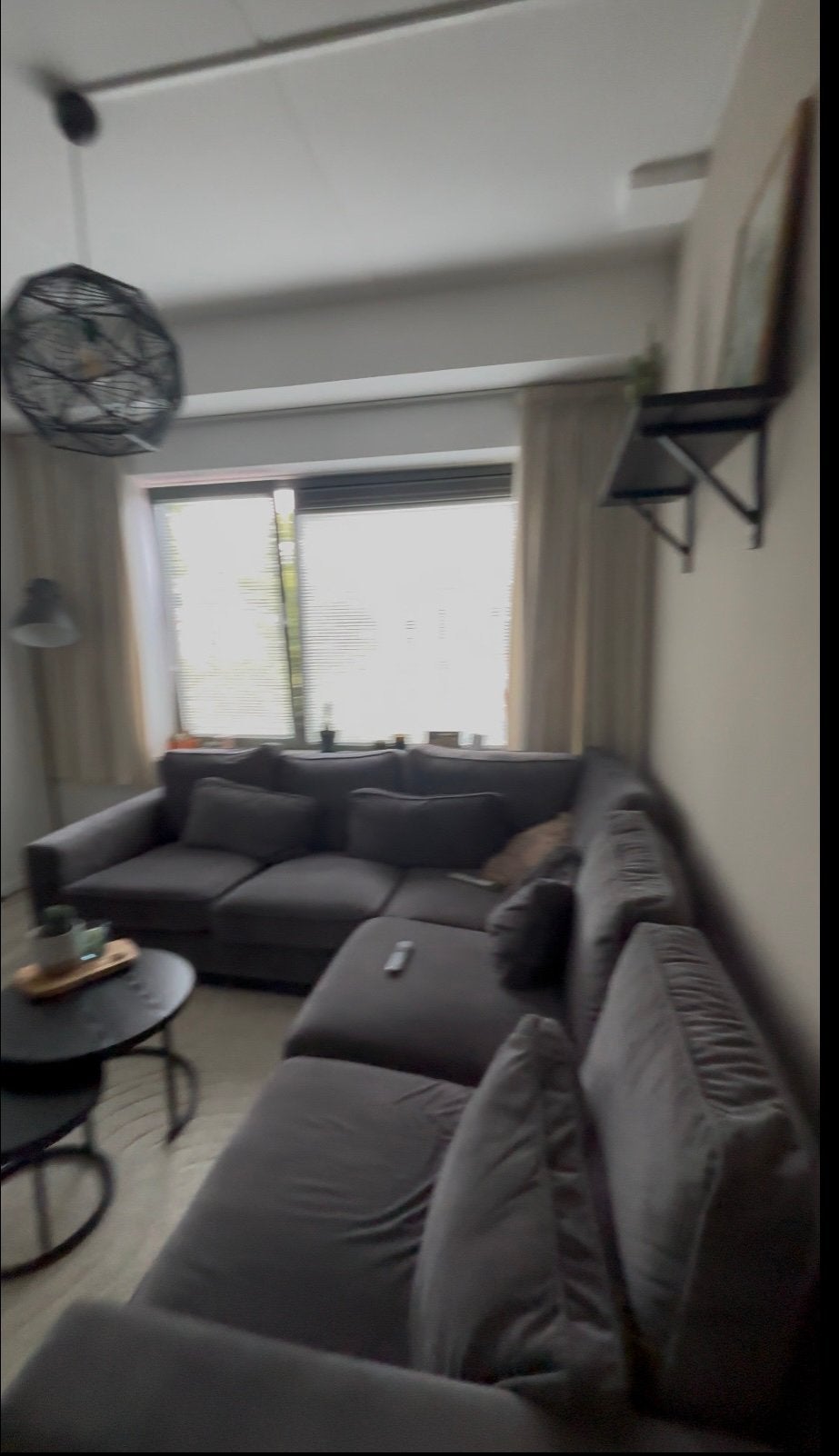 Grijze grote hoekbank, Huizen en Kamers