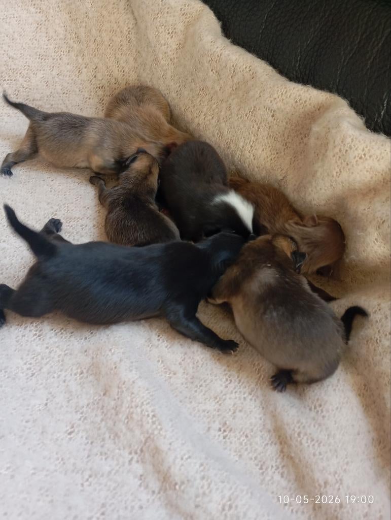 Mooie pomeriaan pups 3 teefjes 4 reutjes 1750, Dieren en Toebehoren, Keeshond, 8 tot 15 weken, Meerdere, Meerdere dieren