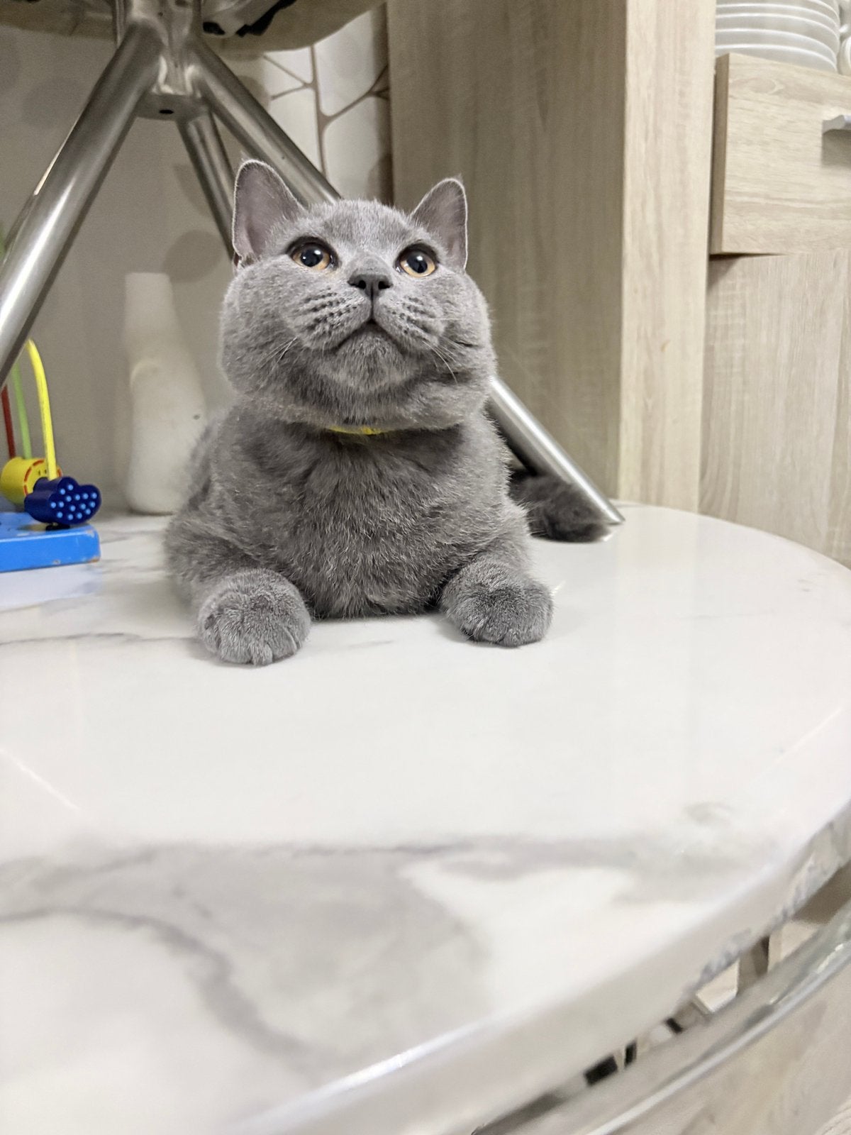 Mooie Britse Korthaar kater, Dieren en Toebehoren, Katten en Kittens | Raskatten | Korthaar, Kater