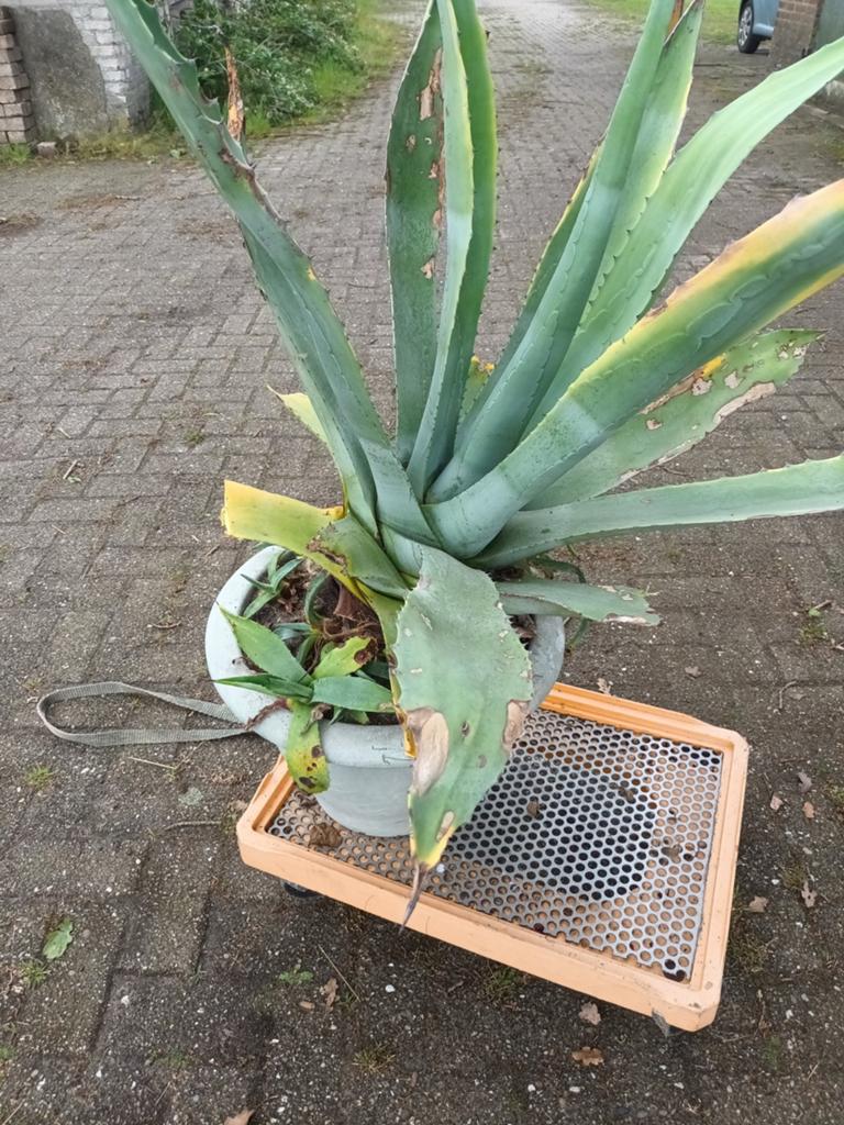 Agave, Ophalen of Verzenden, Bloeit niet, Overige soorten, Volle zon