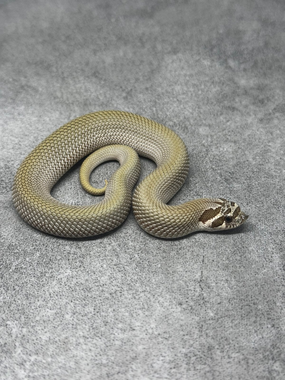 Heterodon nasicus haakneus slang