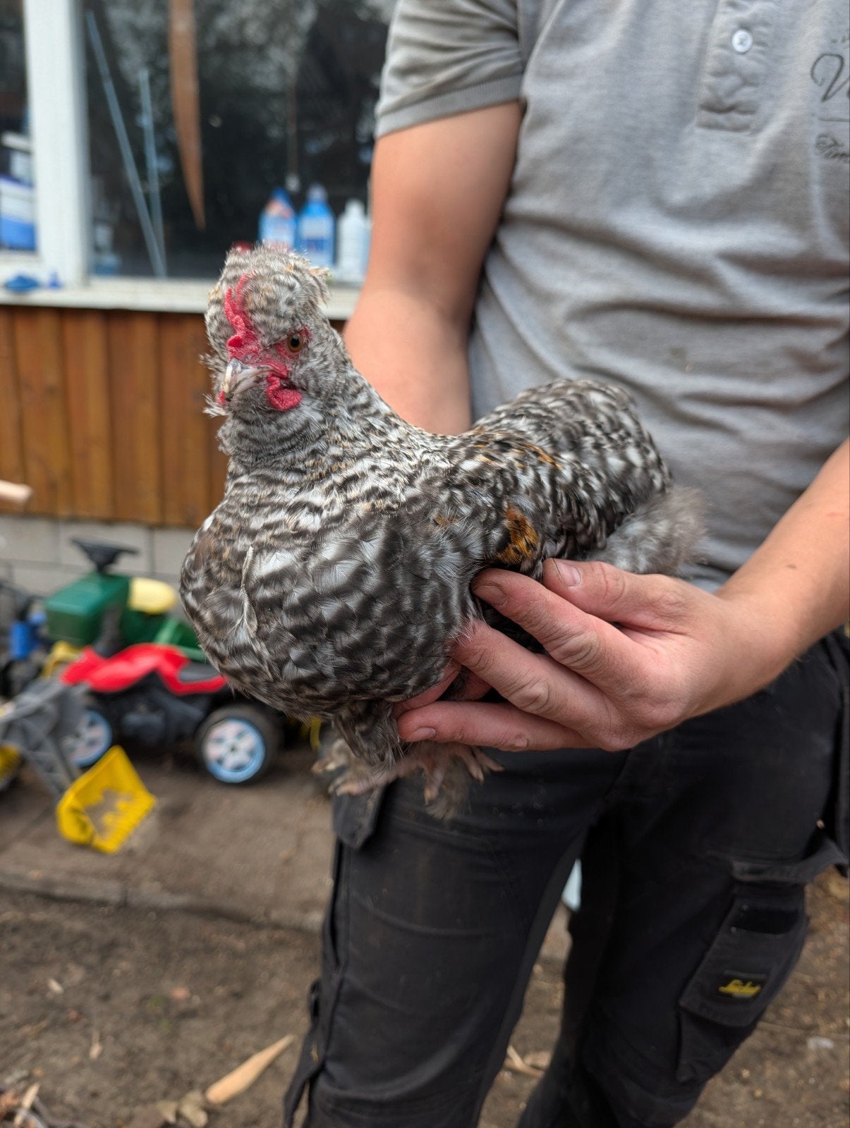 Hanen zijdehoen x Cochin kriel, Dieren en Toebehoren, Mannelijk, Kip