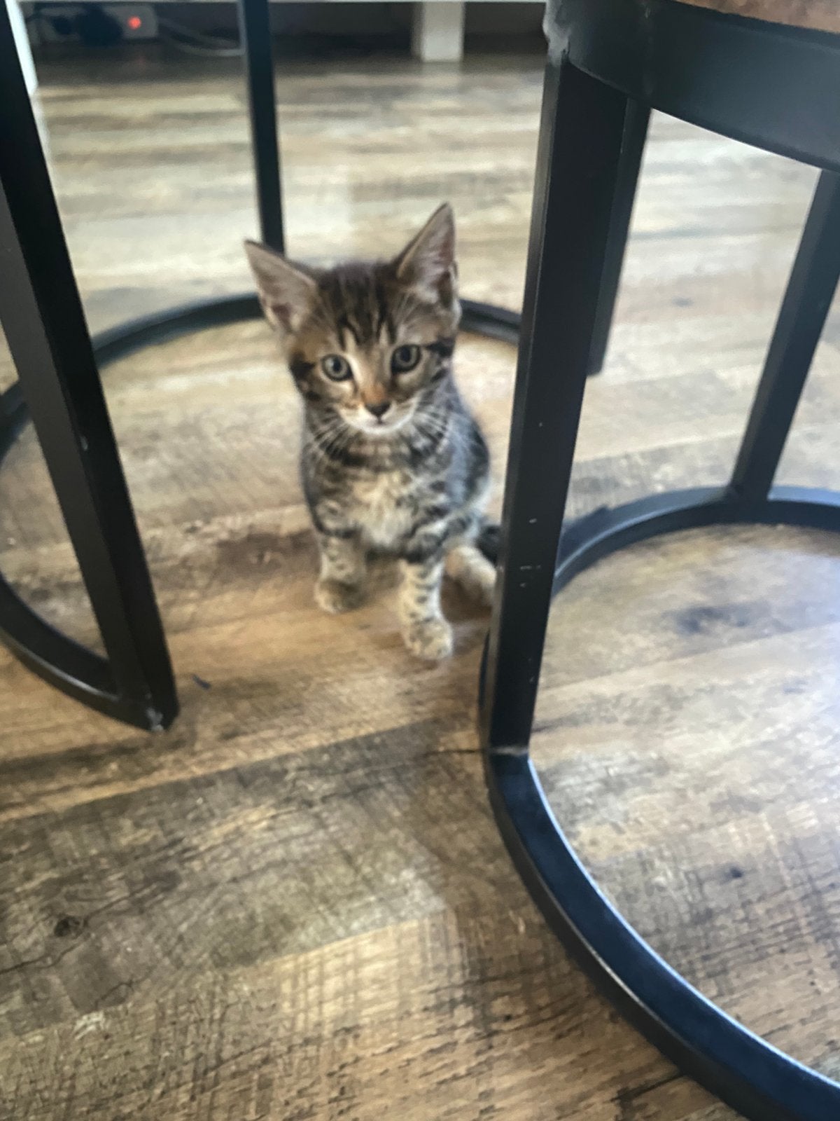 Halve bengels, Dieren en Toebehoren, Katten en Kittens | Raskatten | Korthaar, Meerdere dieren, Ontwormd, 0 tot 2 jaar