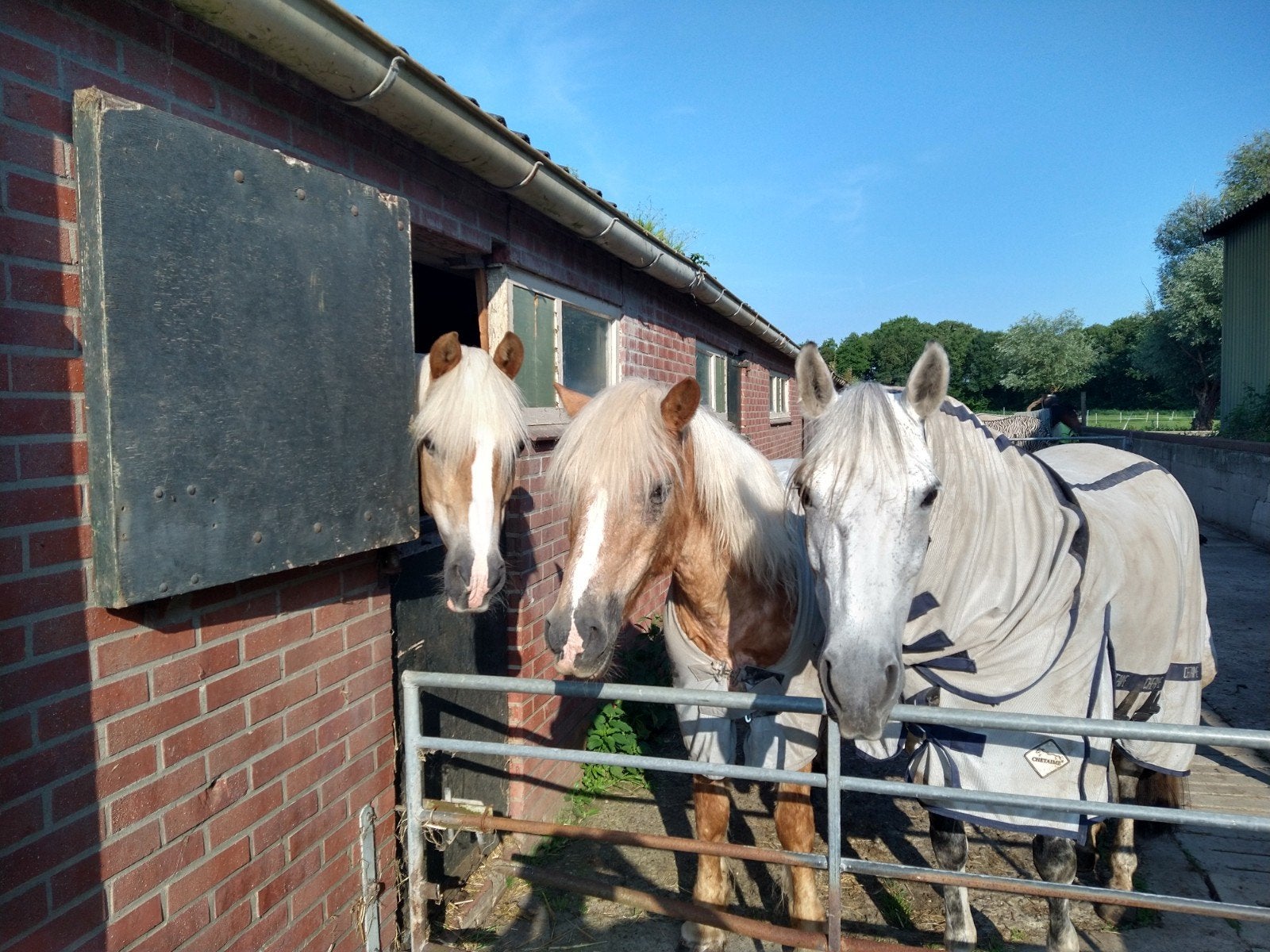 diverse lease pony's/paarden beschikbaar, Ophalen of Verzenden, Nieuw