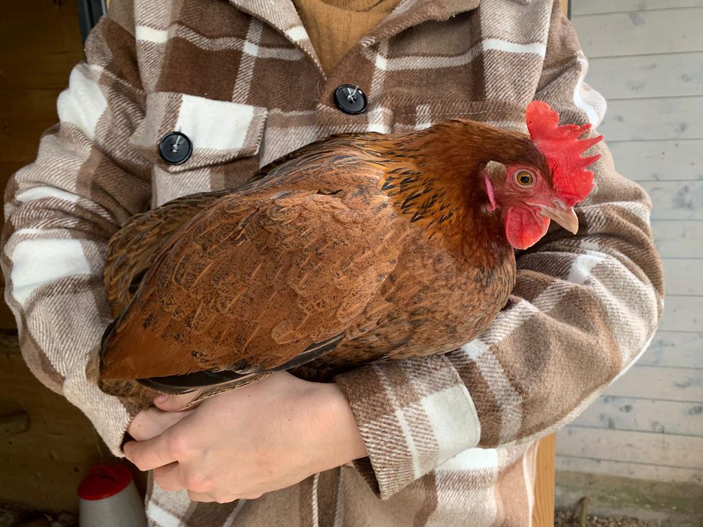 Handtamme easter eggers, Dieren en Toebehoren, Pluimvee, Kip, Vrouwelijk
